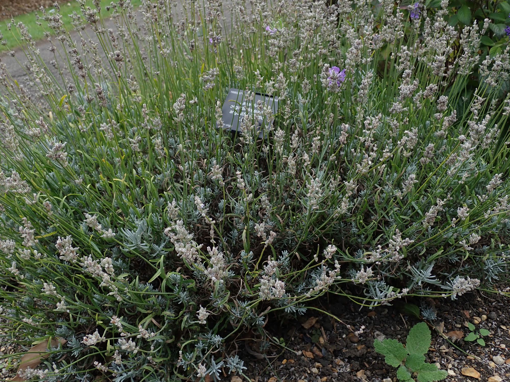 Image of Lavandula angustifolia subsp. angustifolia 'Little Lottie'