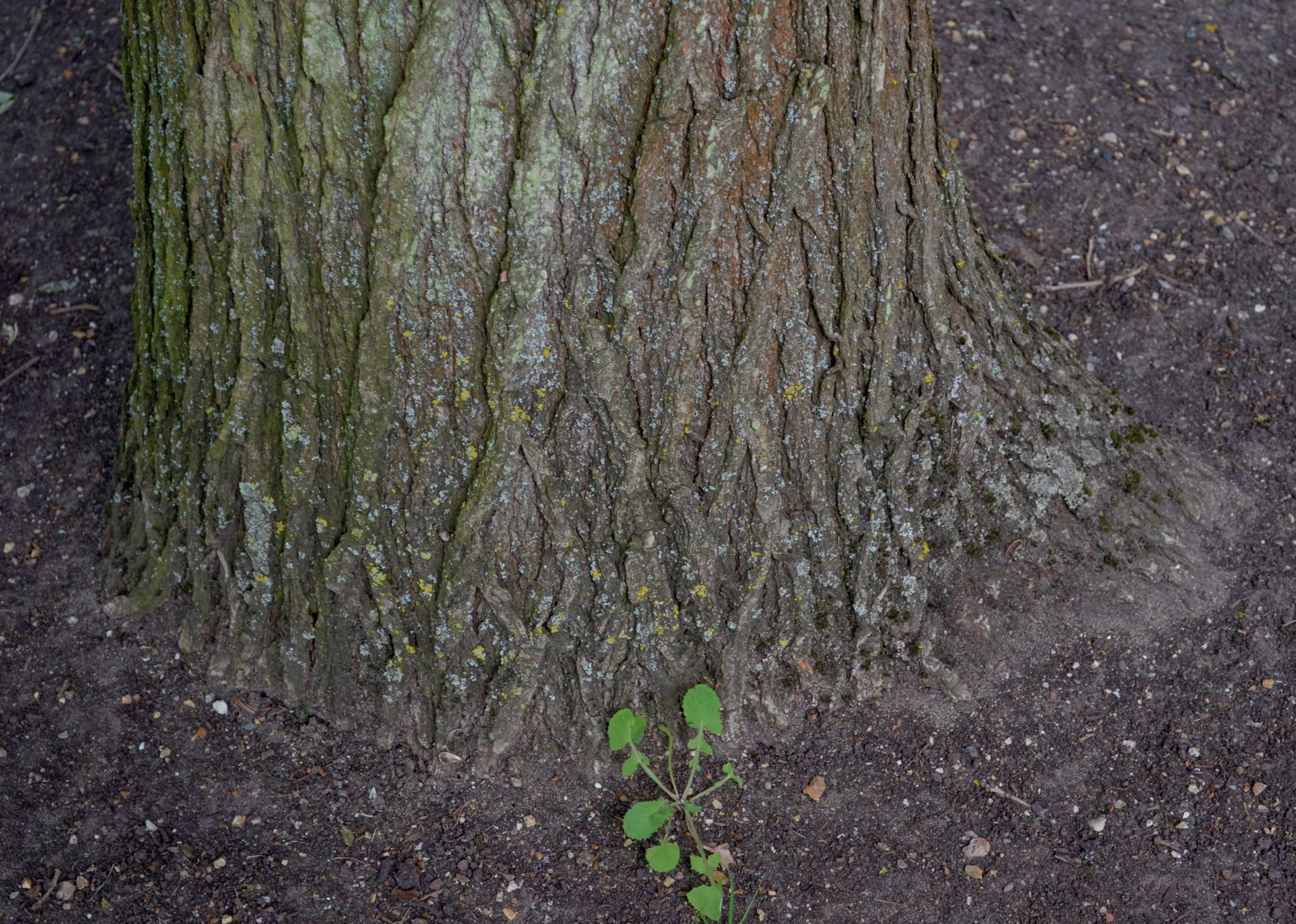 Image of Quercus macrocarpa
