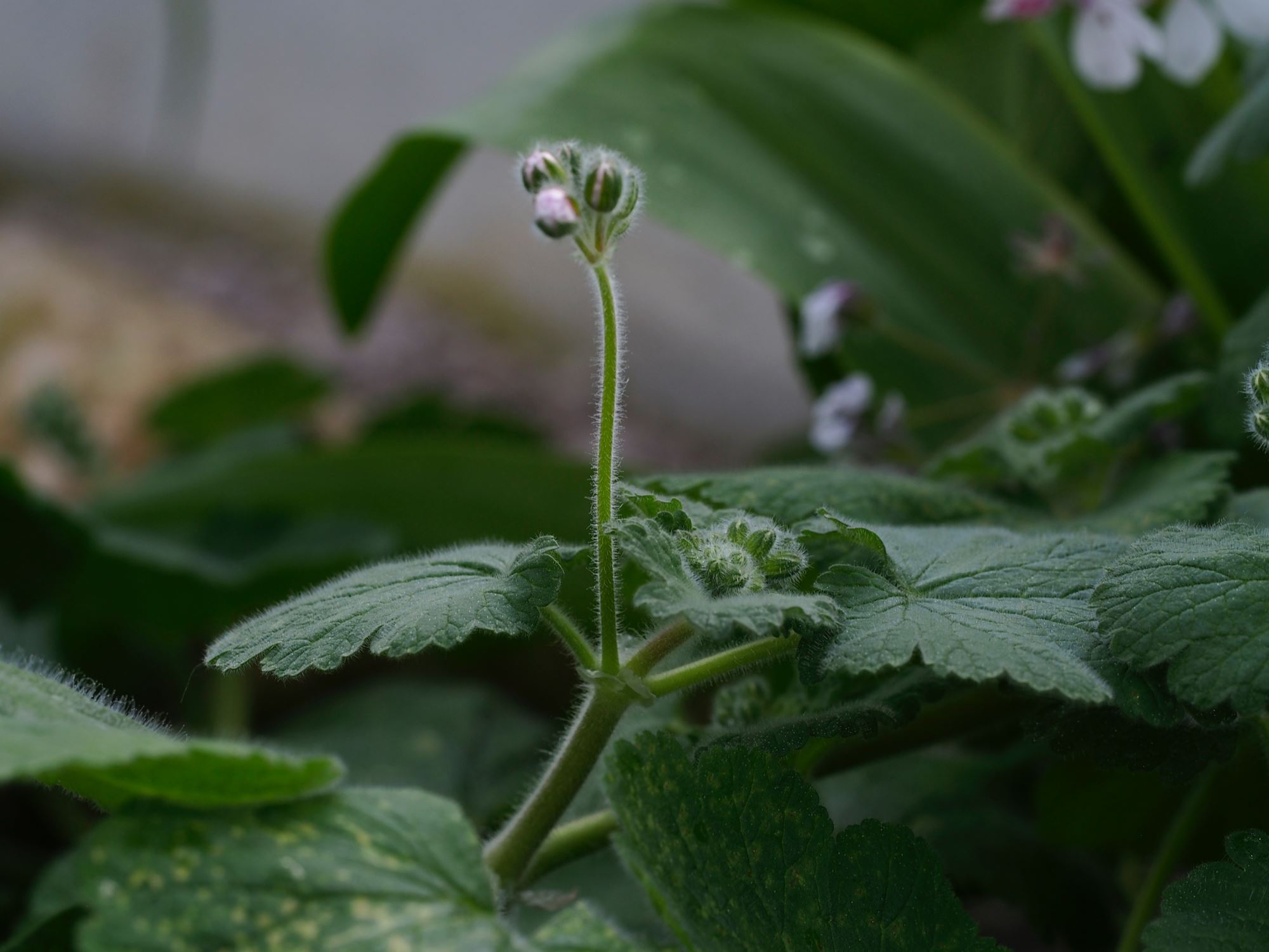Image of Erodium trifolium