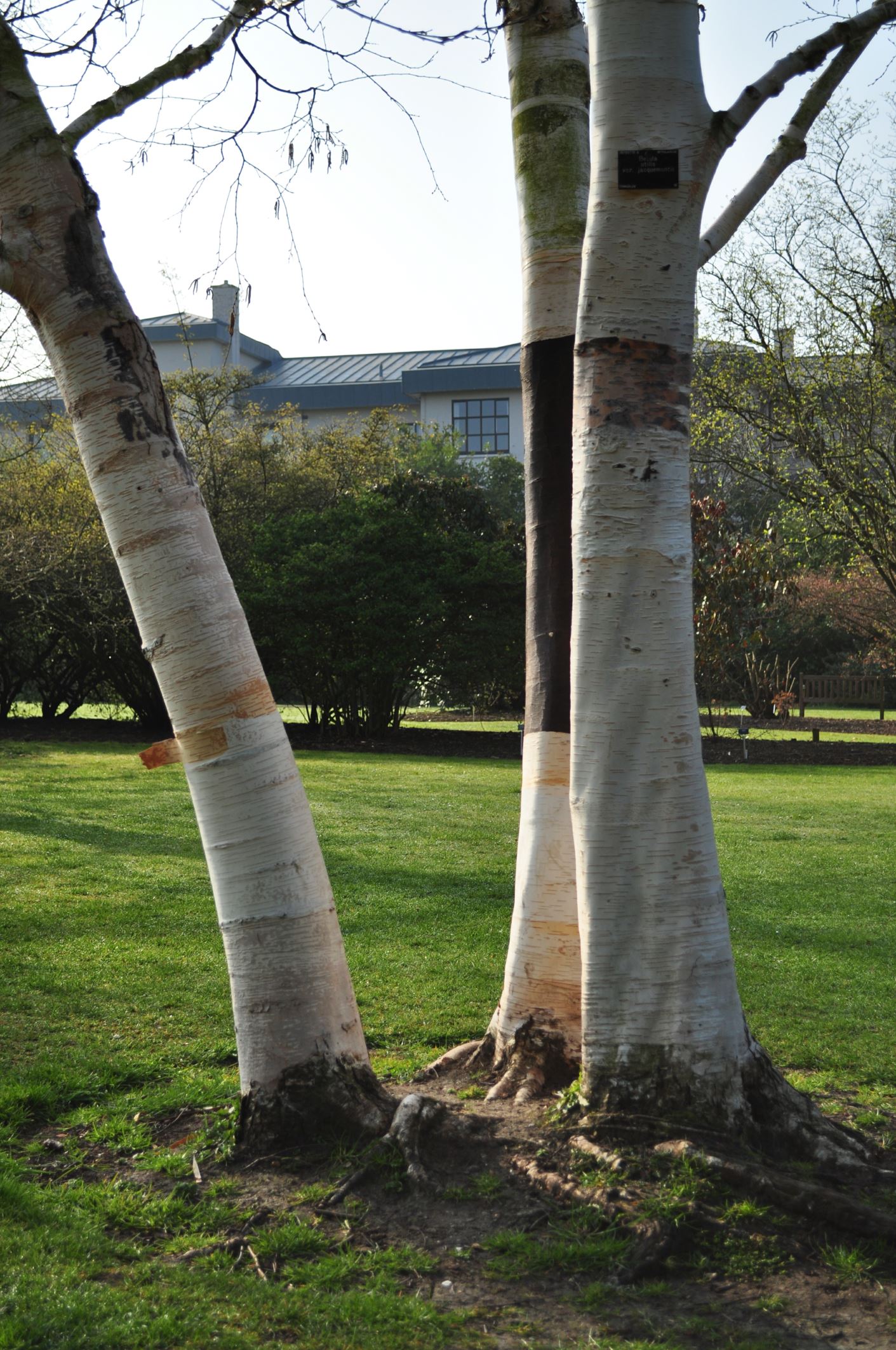 Image of Betula utilis subsp. jacquemontii