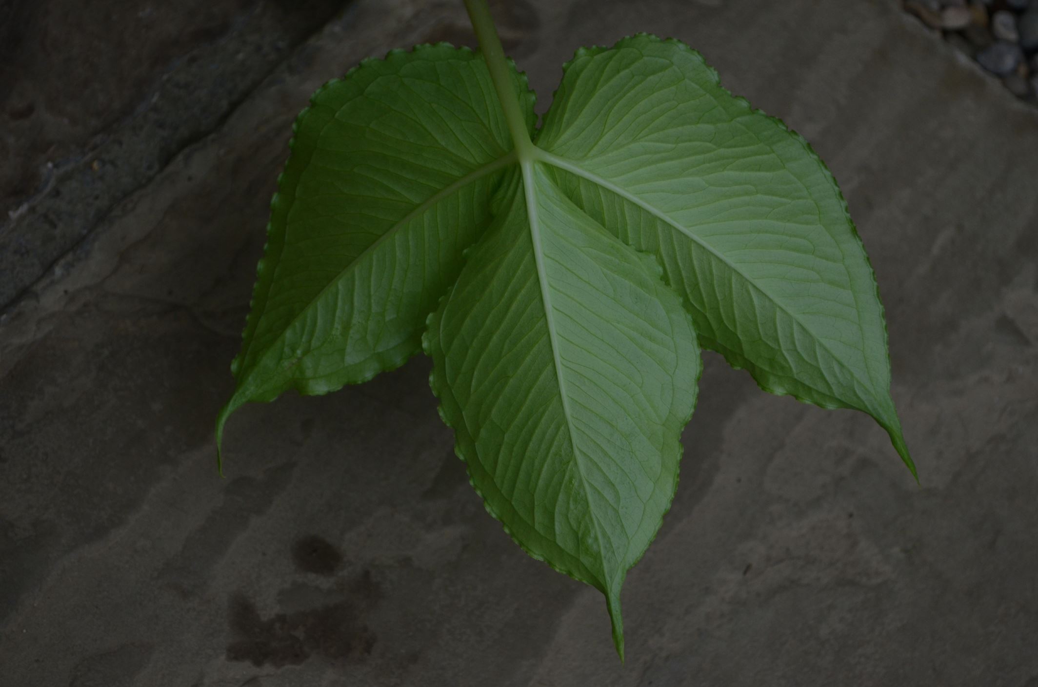 Image of Pinellia tripartita