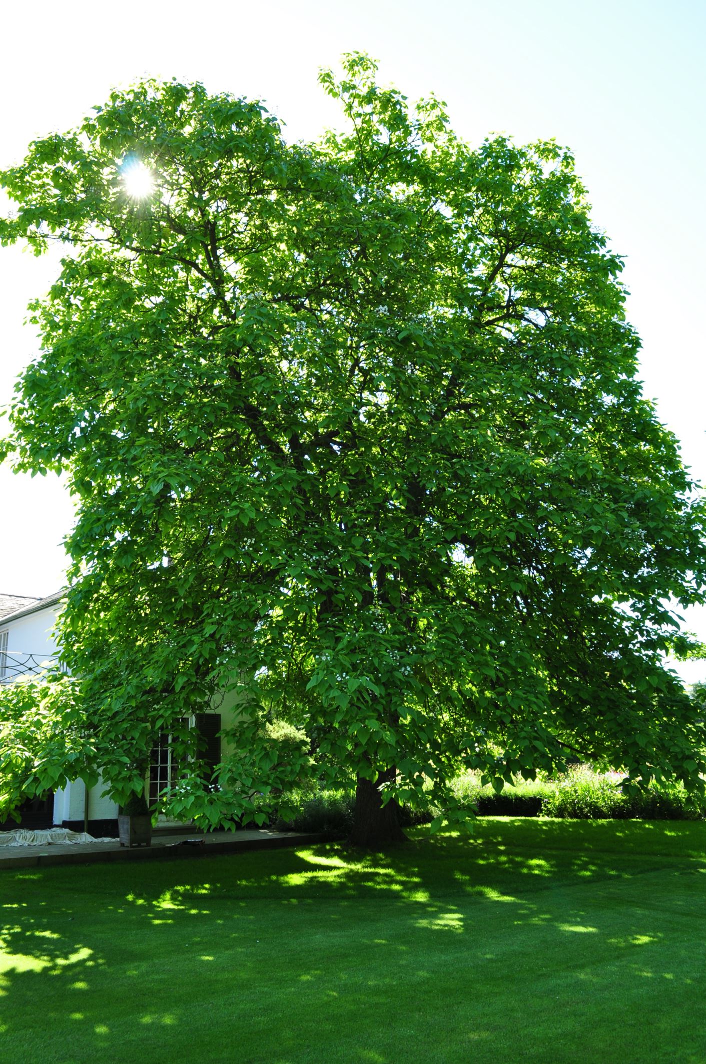 Image of Catalpa speciosa
