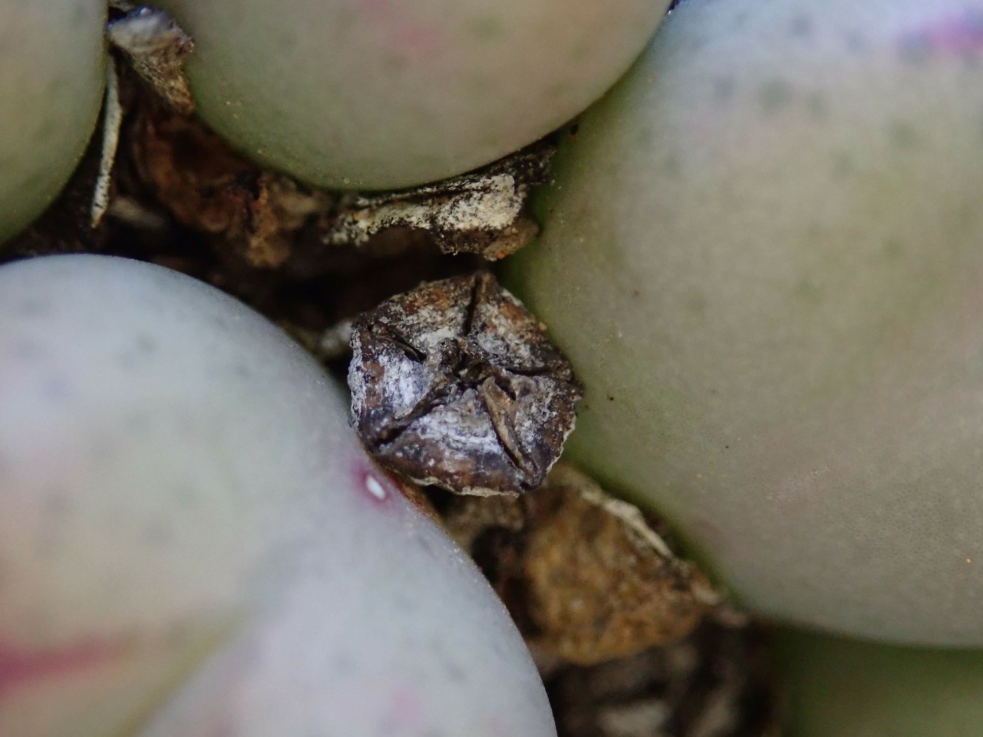 Image of Conophytum bilobum