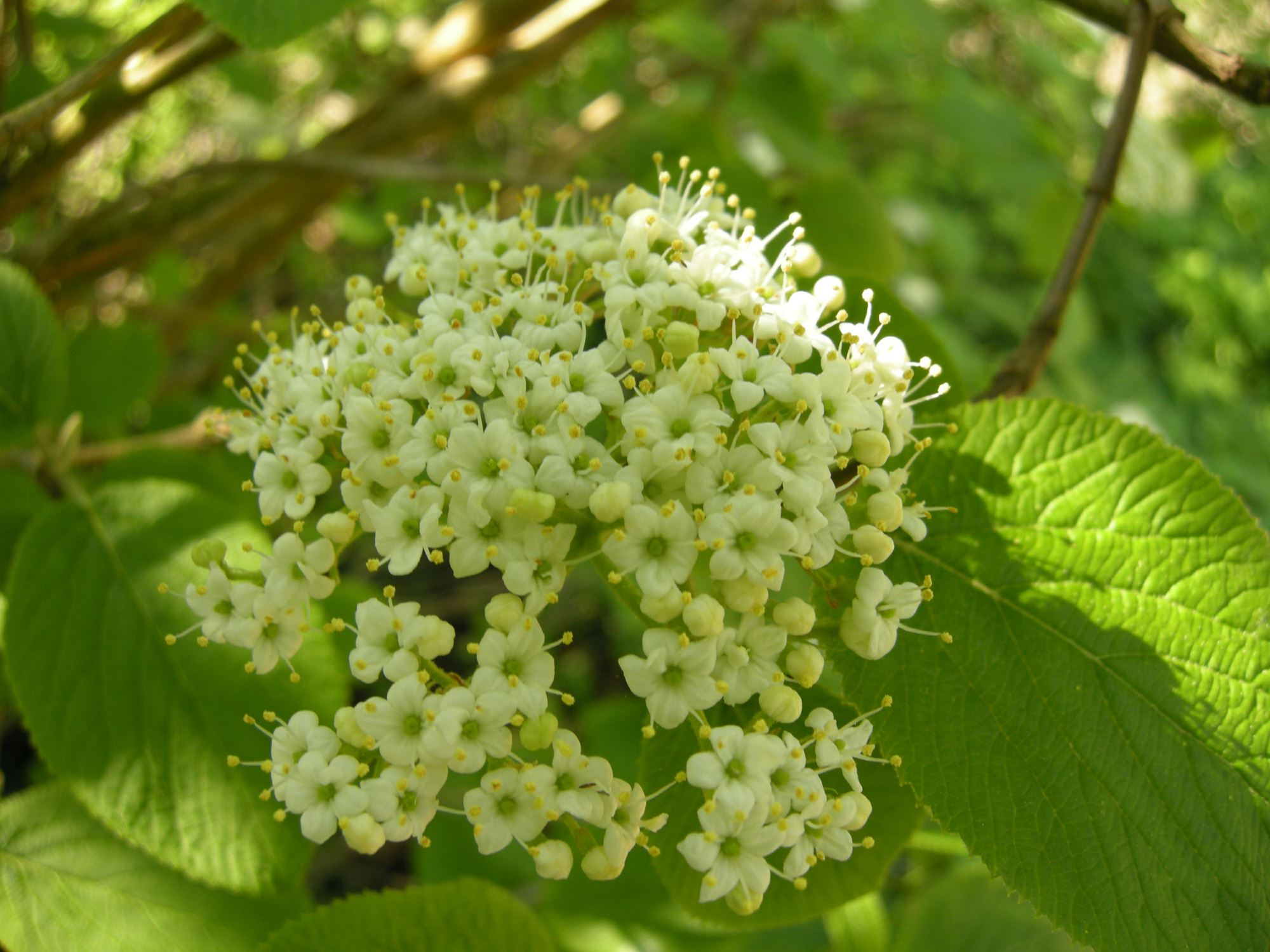 Image of Viburnum lantana