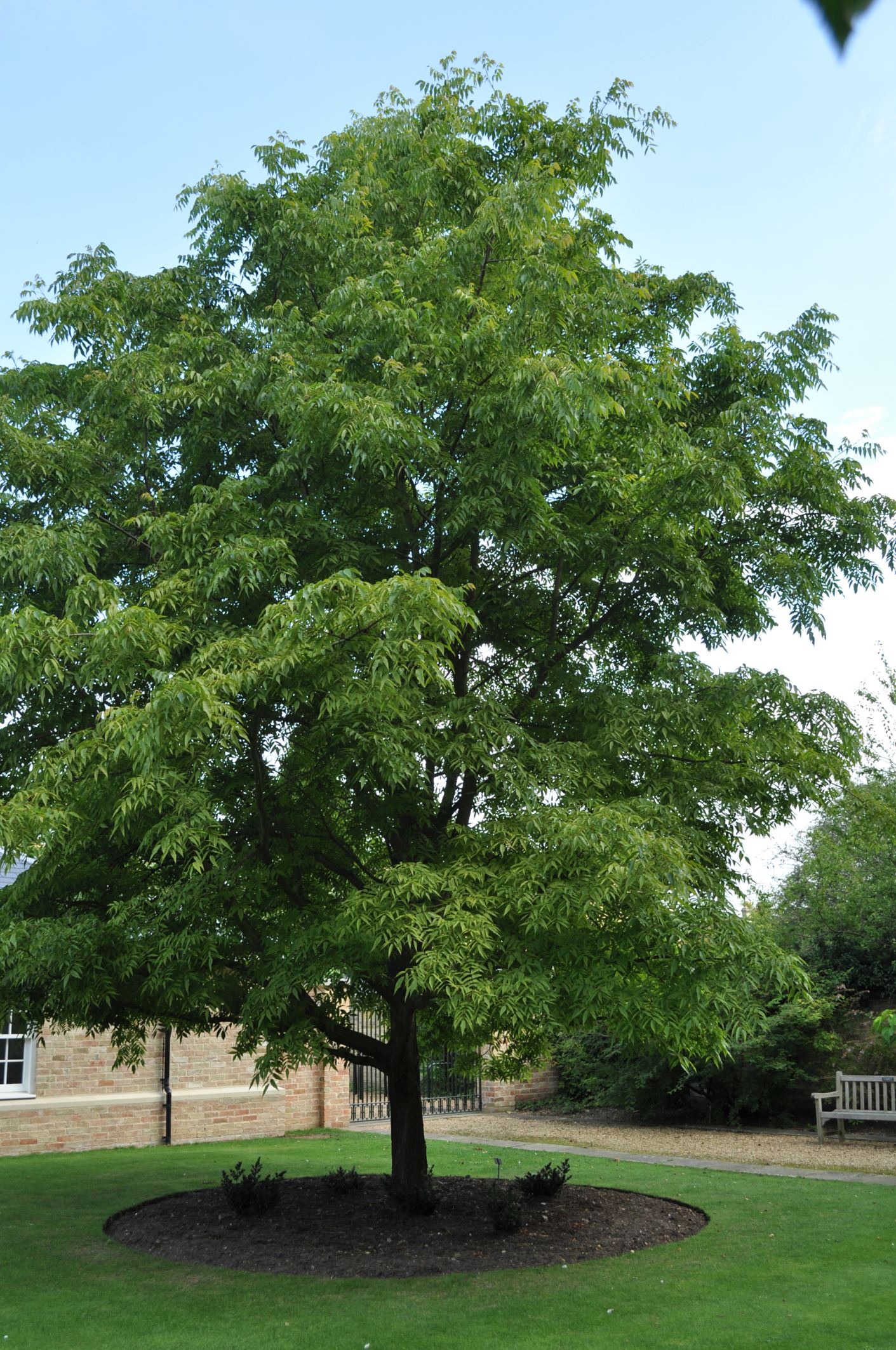 Image of Platycarya strobilacea