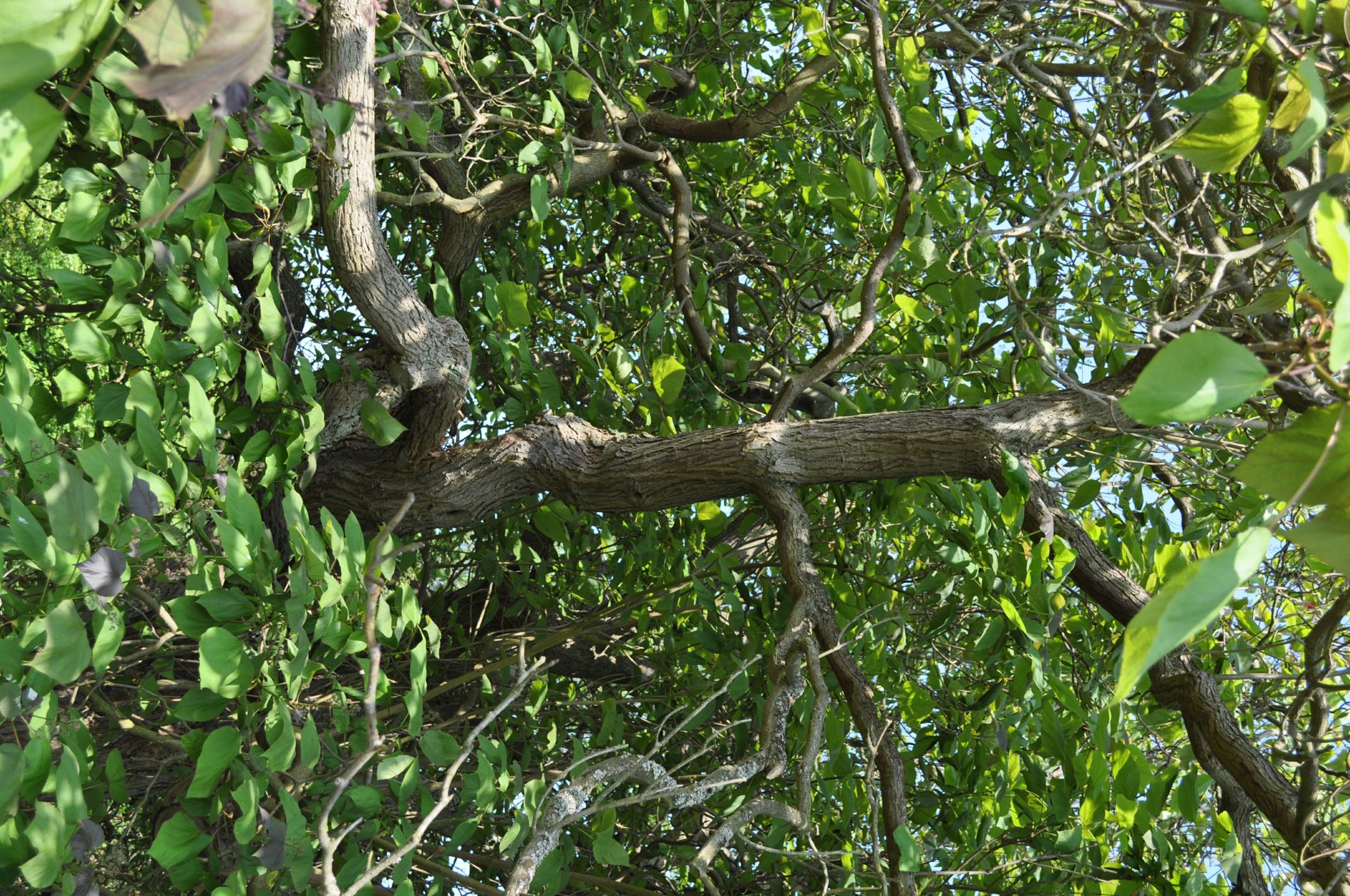Image of Catalpa Ã— erubescens 'Purpurea'