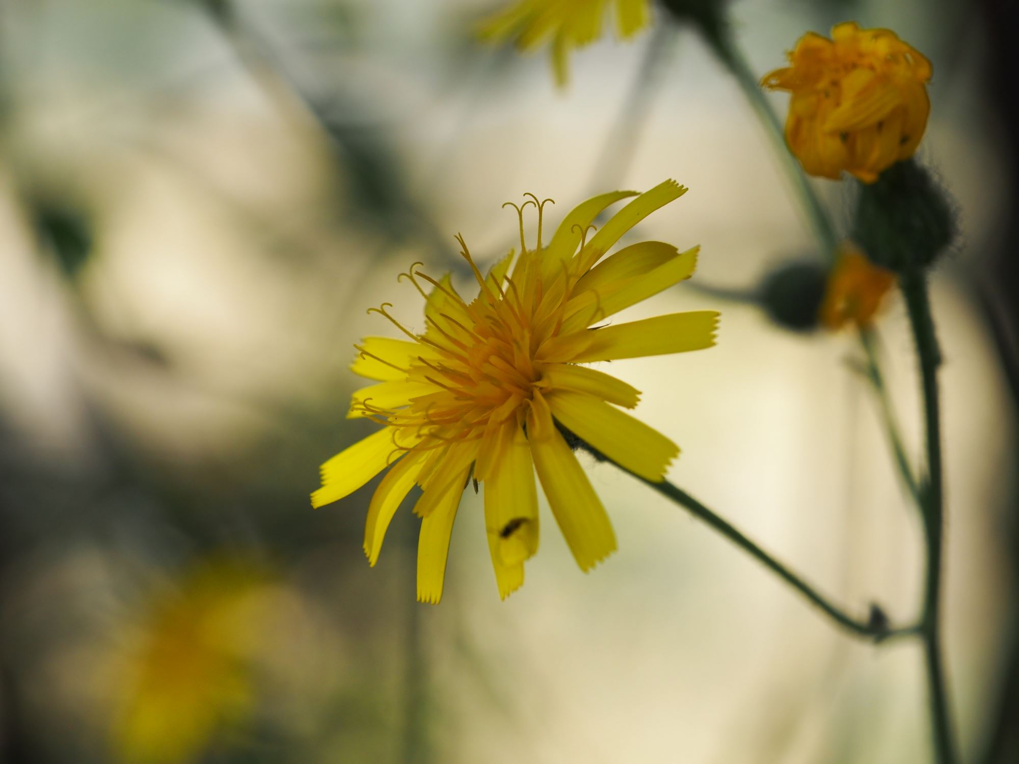 Image of Hieracium maculatum subsp. maculatum