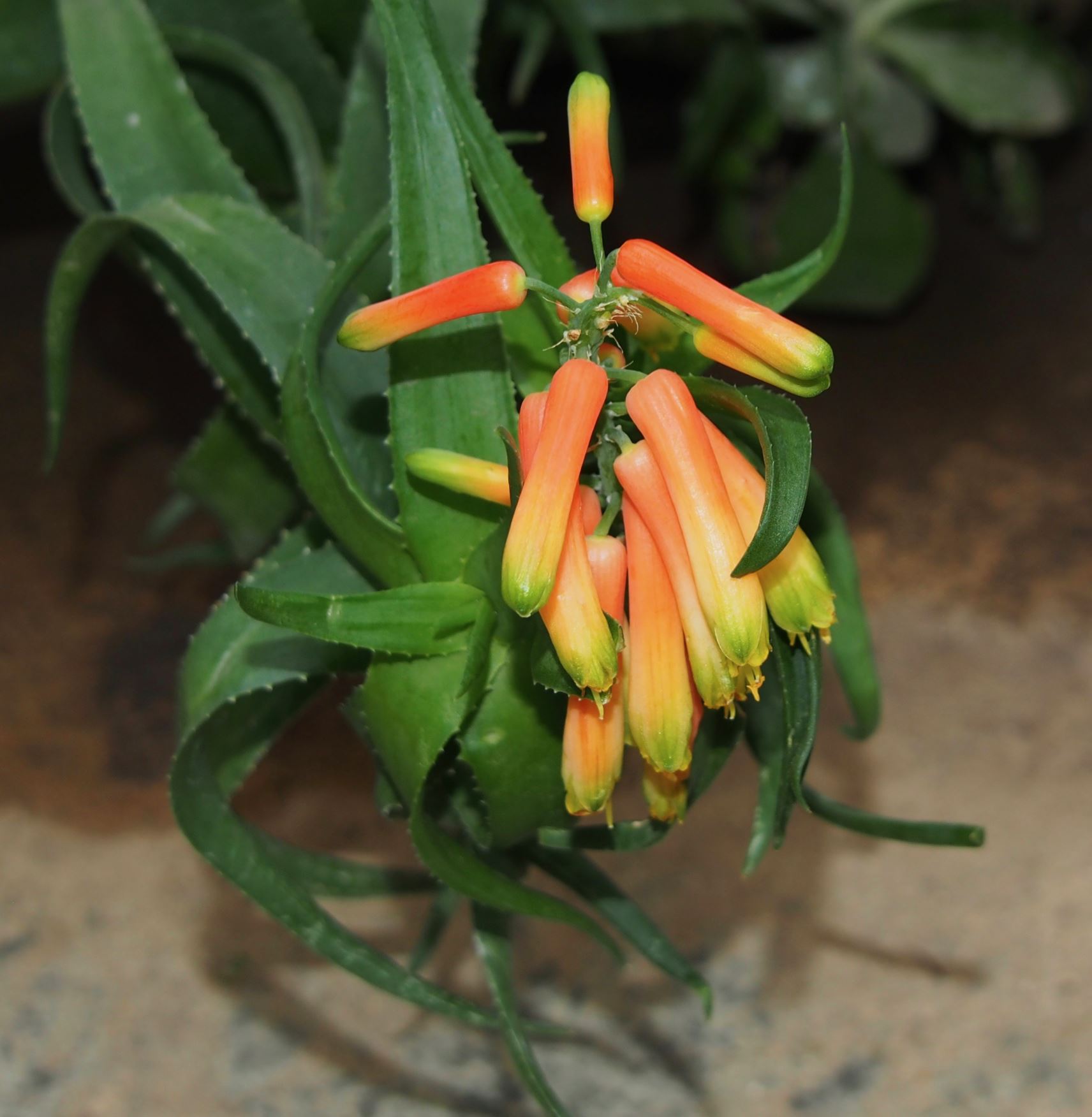 Image of Sansevieria trifasciata 'Laurentii'