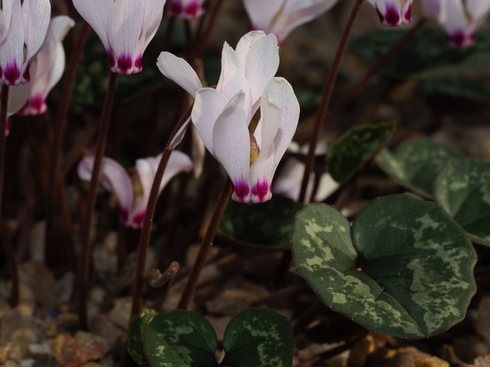 Image of Cyclamen cilicium