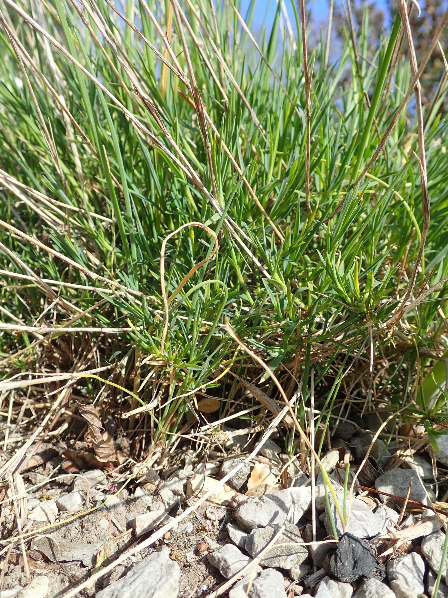 Image of Dianthus orientalis