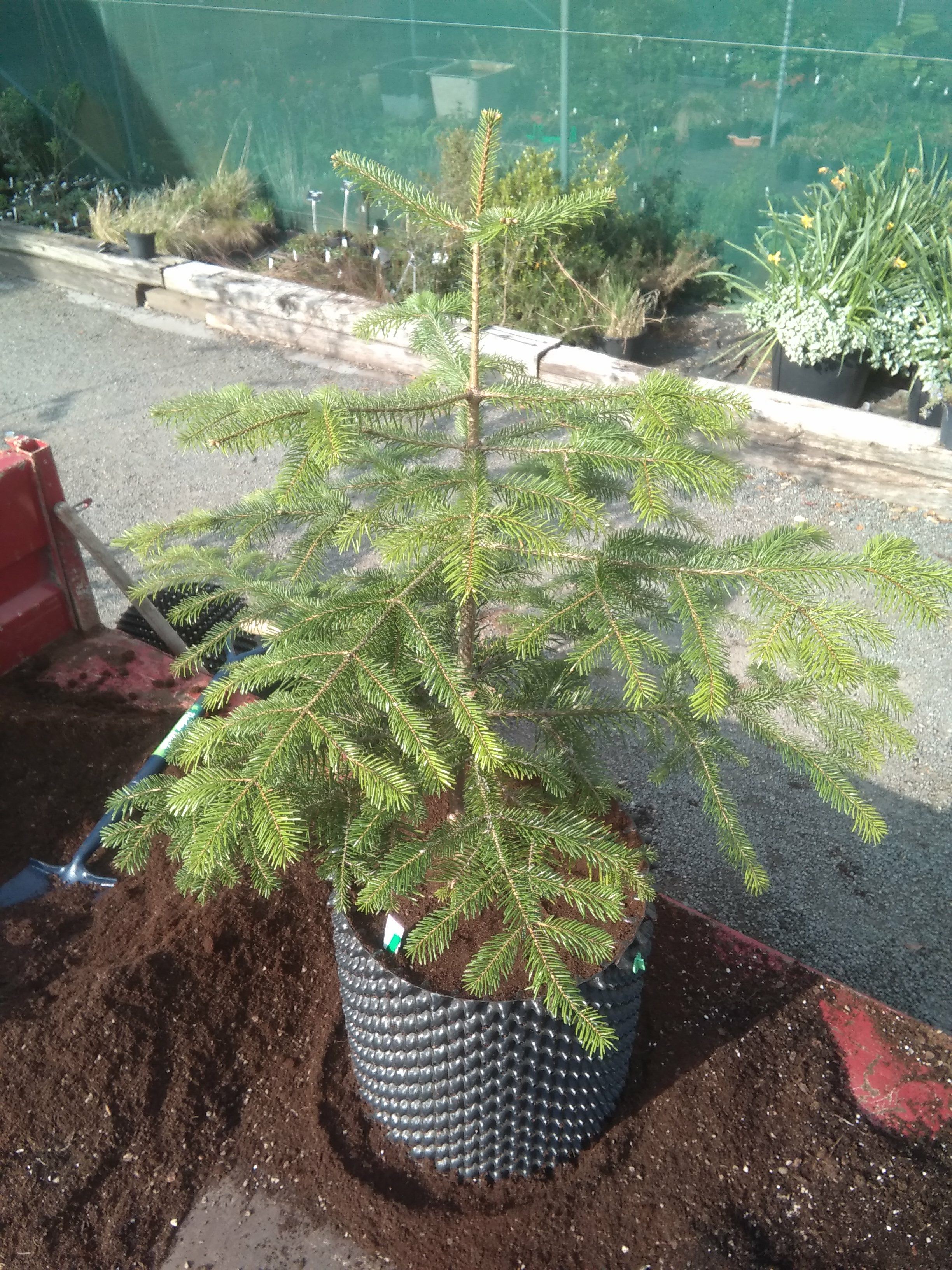 Image of Abies sp.