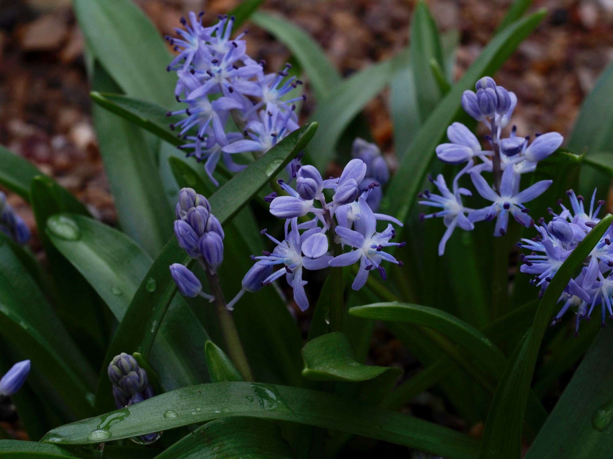 Image of Scilla messeniaca