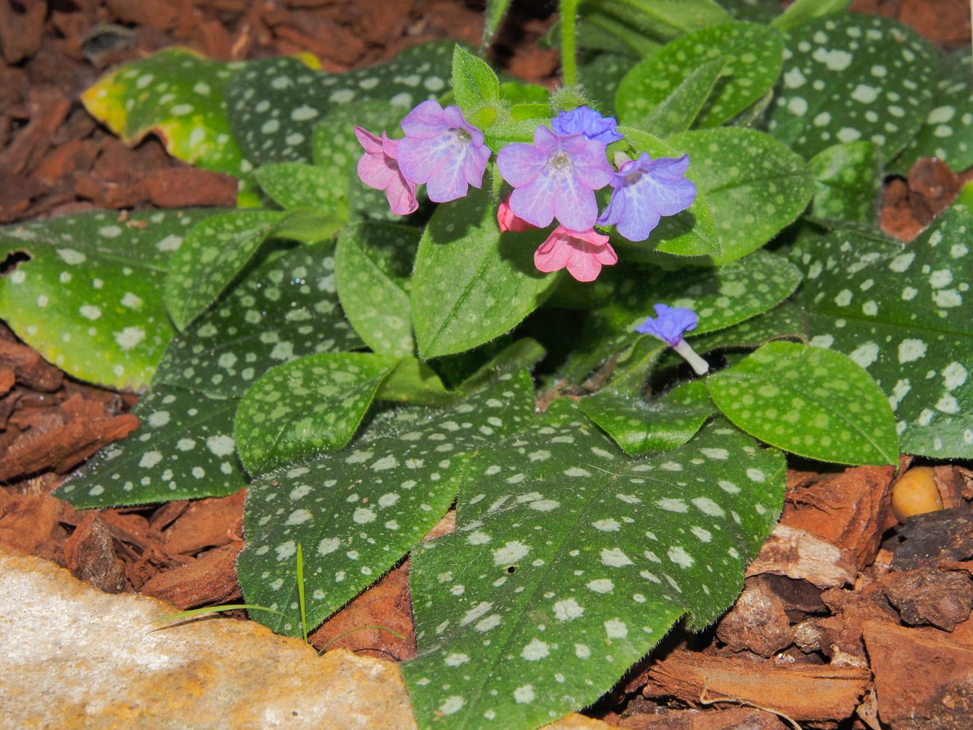 Image of Pulmonaria officinalis