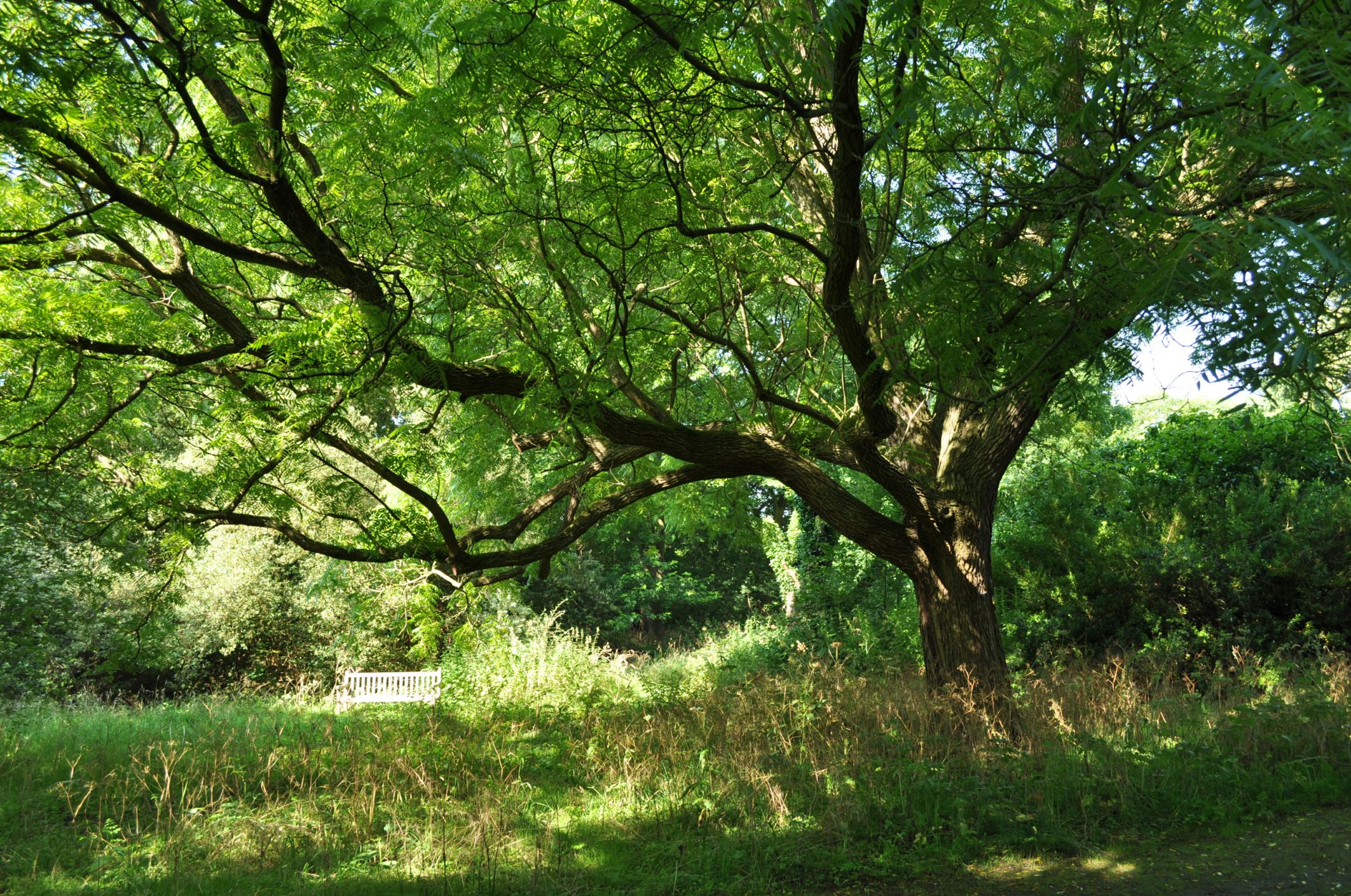 Image of Juglans major
