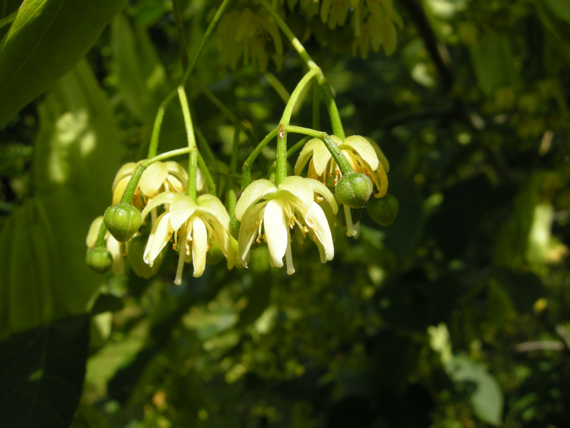 Image of Tilia nobilis