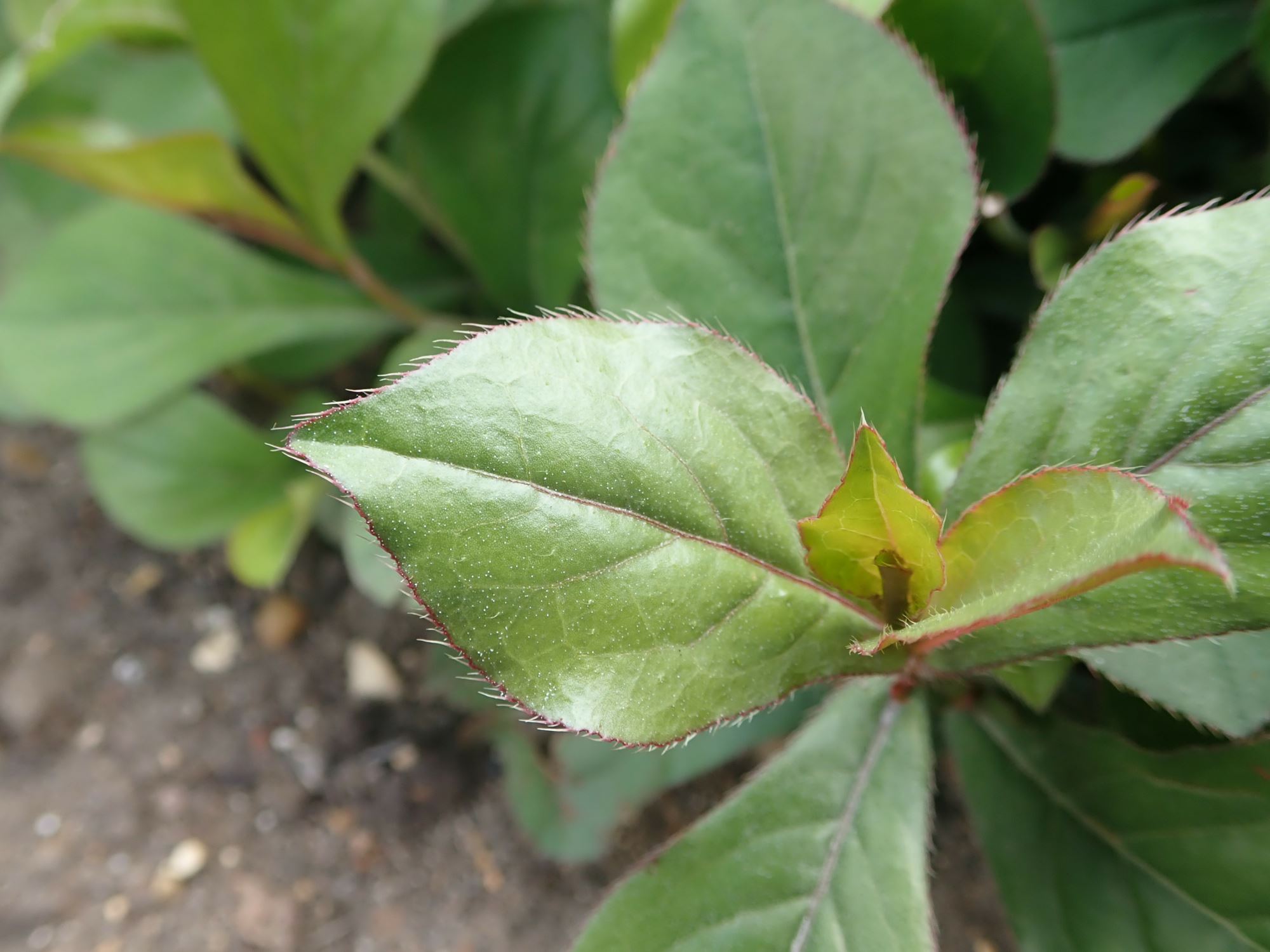 Image of Ceratostigma plumbaginoides