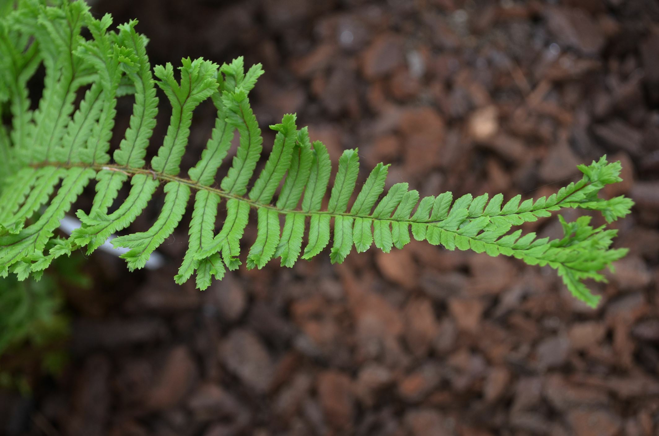 Image of Dryopteris affinis 'Cristata'