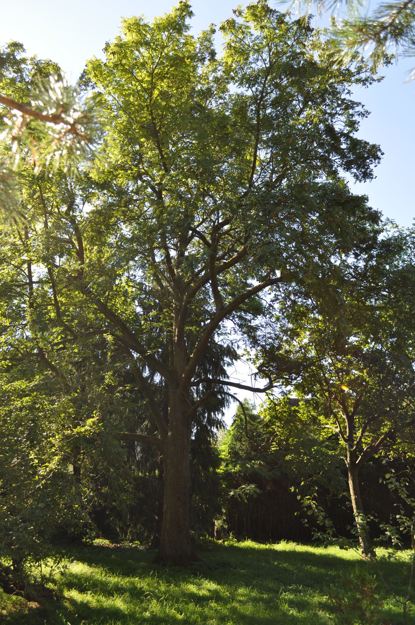Image of Sorbus domestica