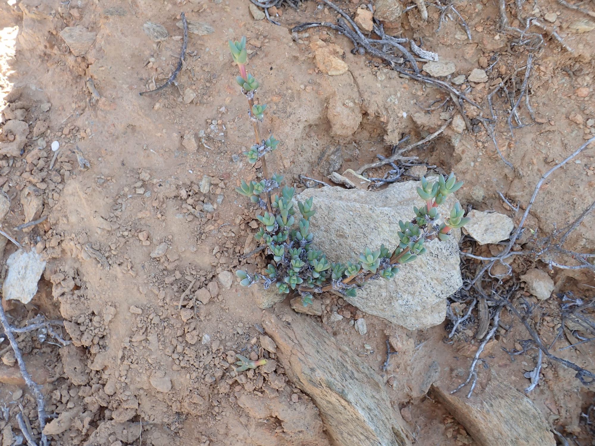 Image of Antimima sp.
