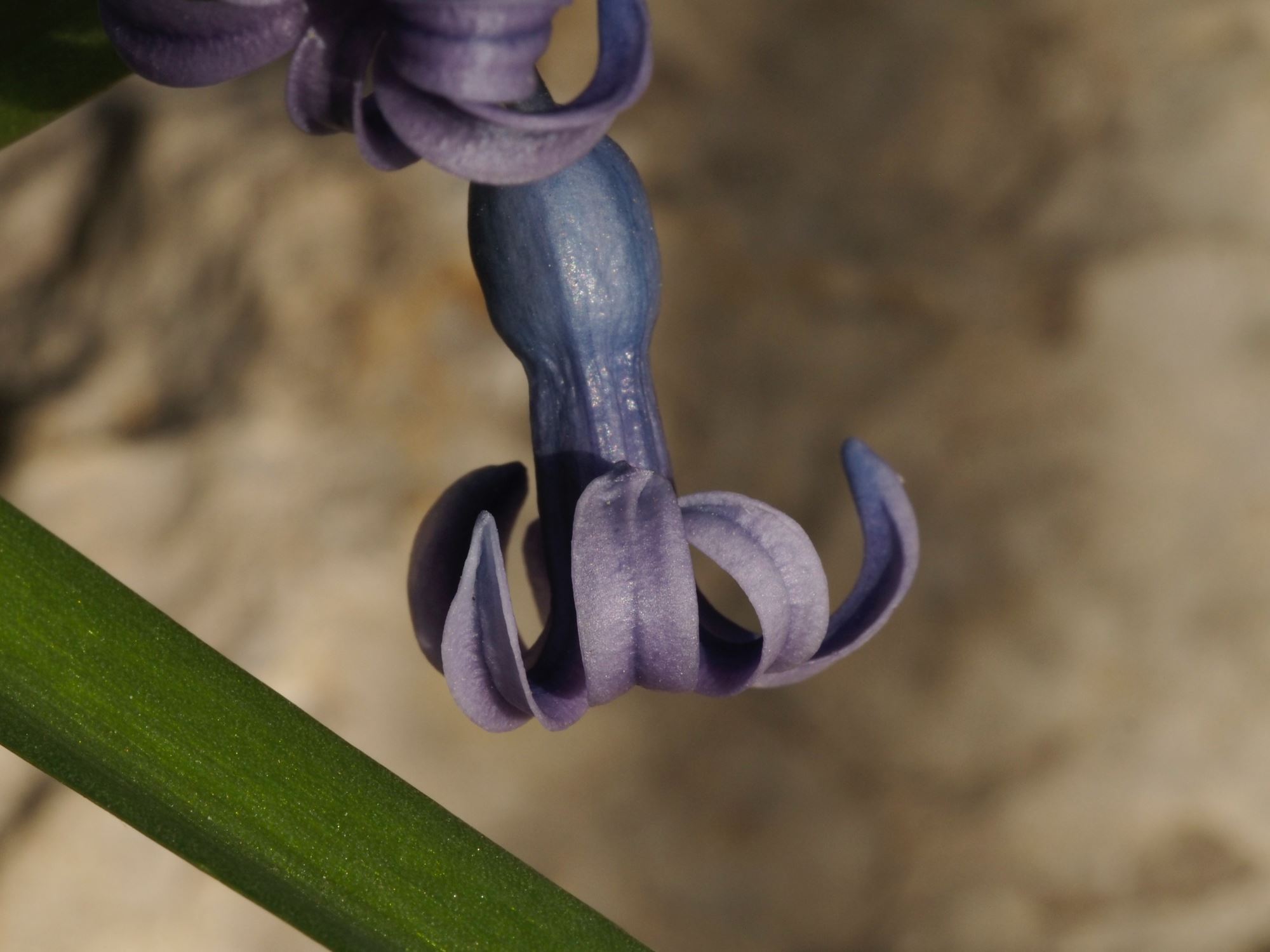 Image of Hyacinthus orientalis