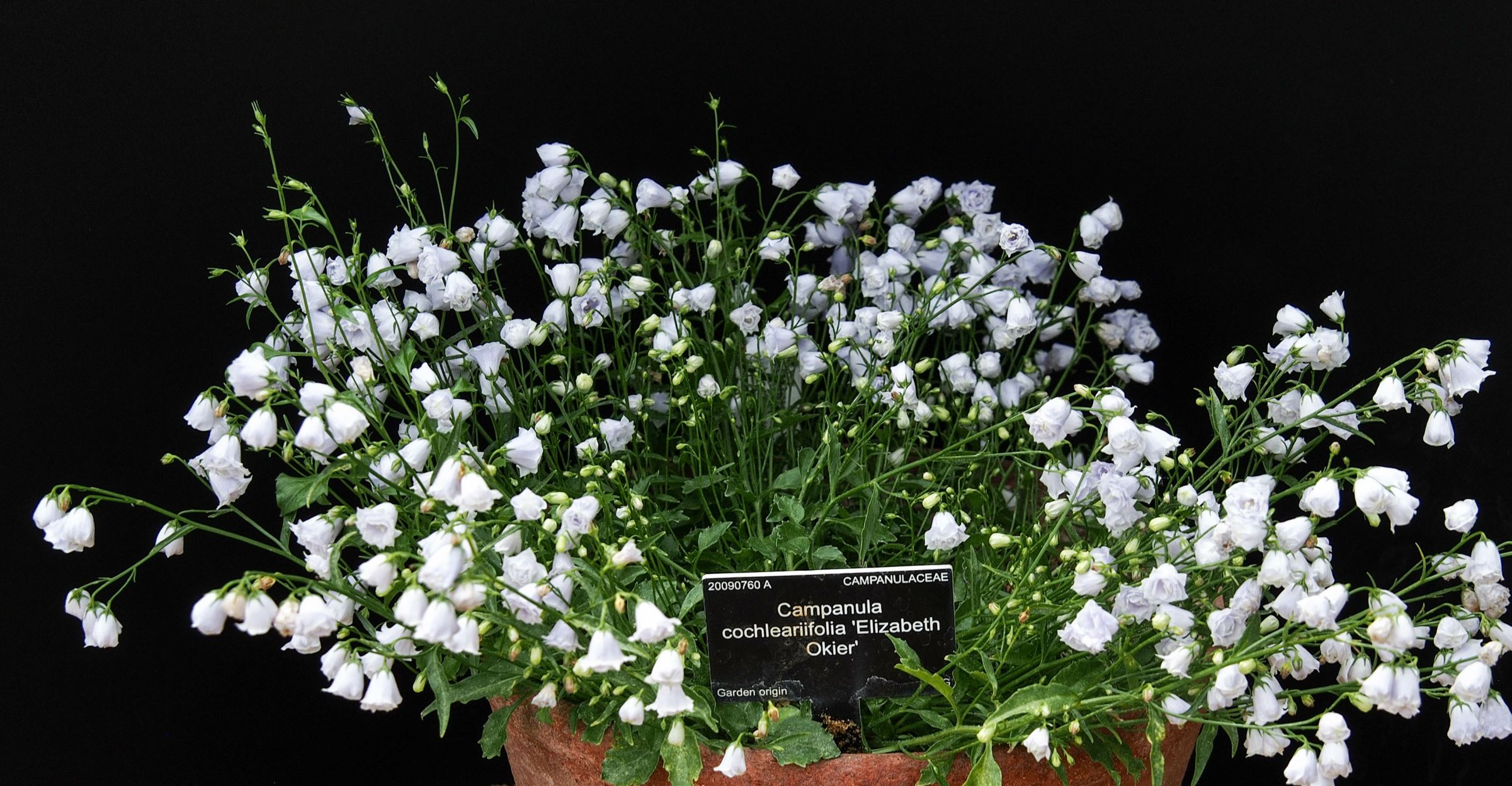 Image of Campanula cochleariifolia 'Elizabeth Okier'