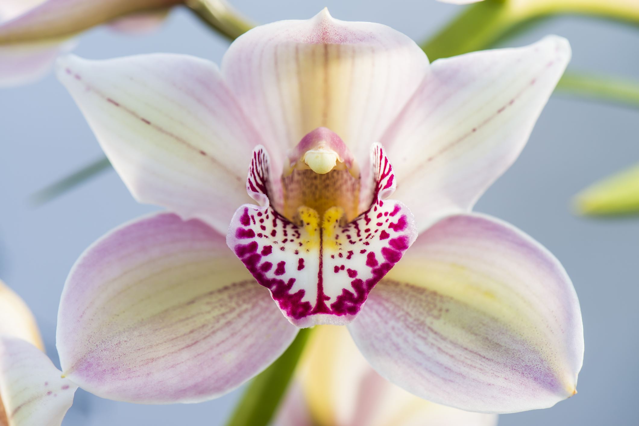 Image of Cymbidium 'Vieux Rose Dell Park'