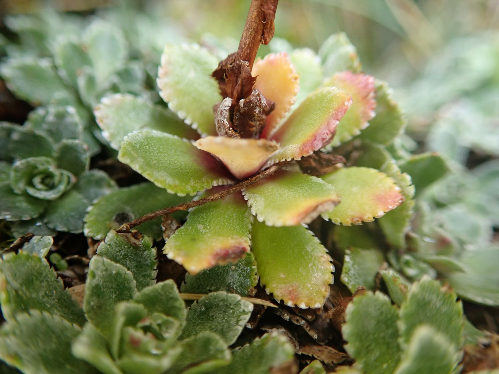 Image of Saxifraga paniculata