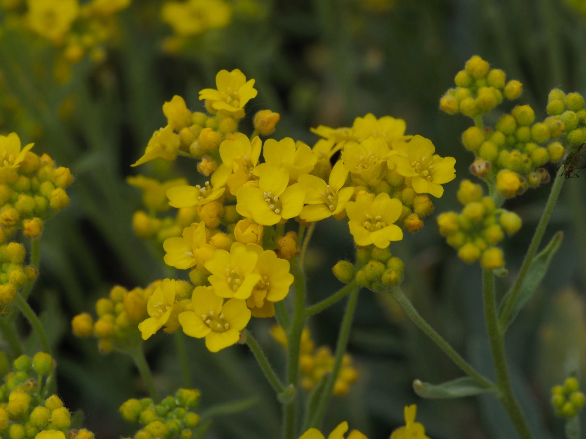 Image of Aurinia saxatilis