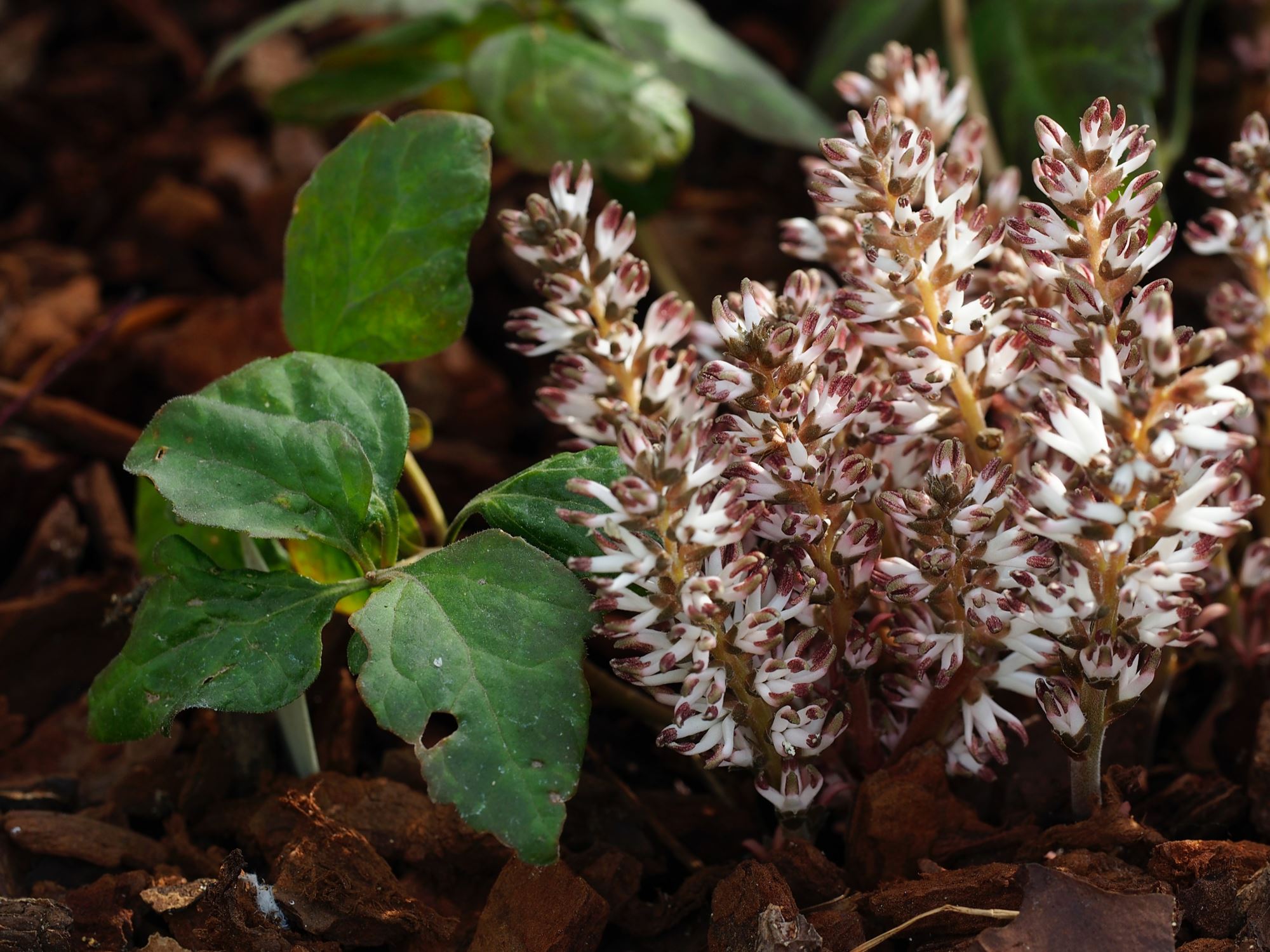 Image of Pachysandra procumbens