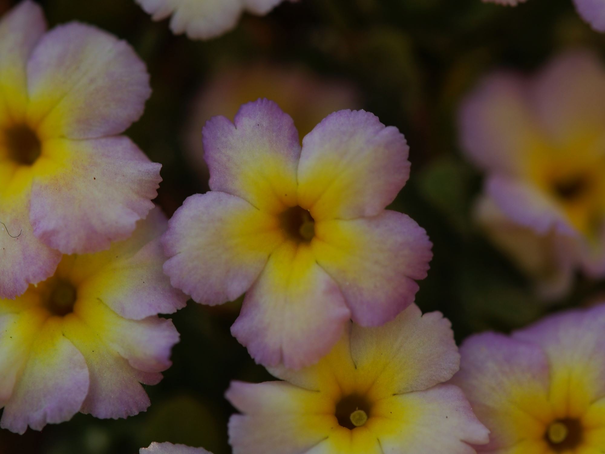 Image of Dionysia sp.