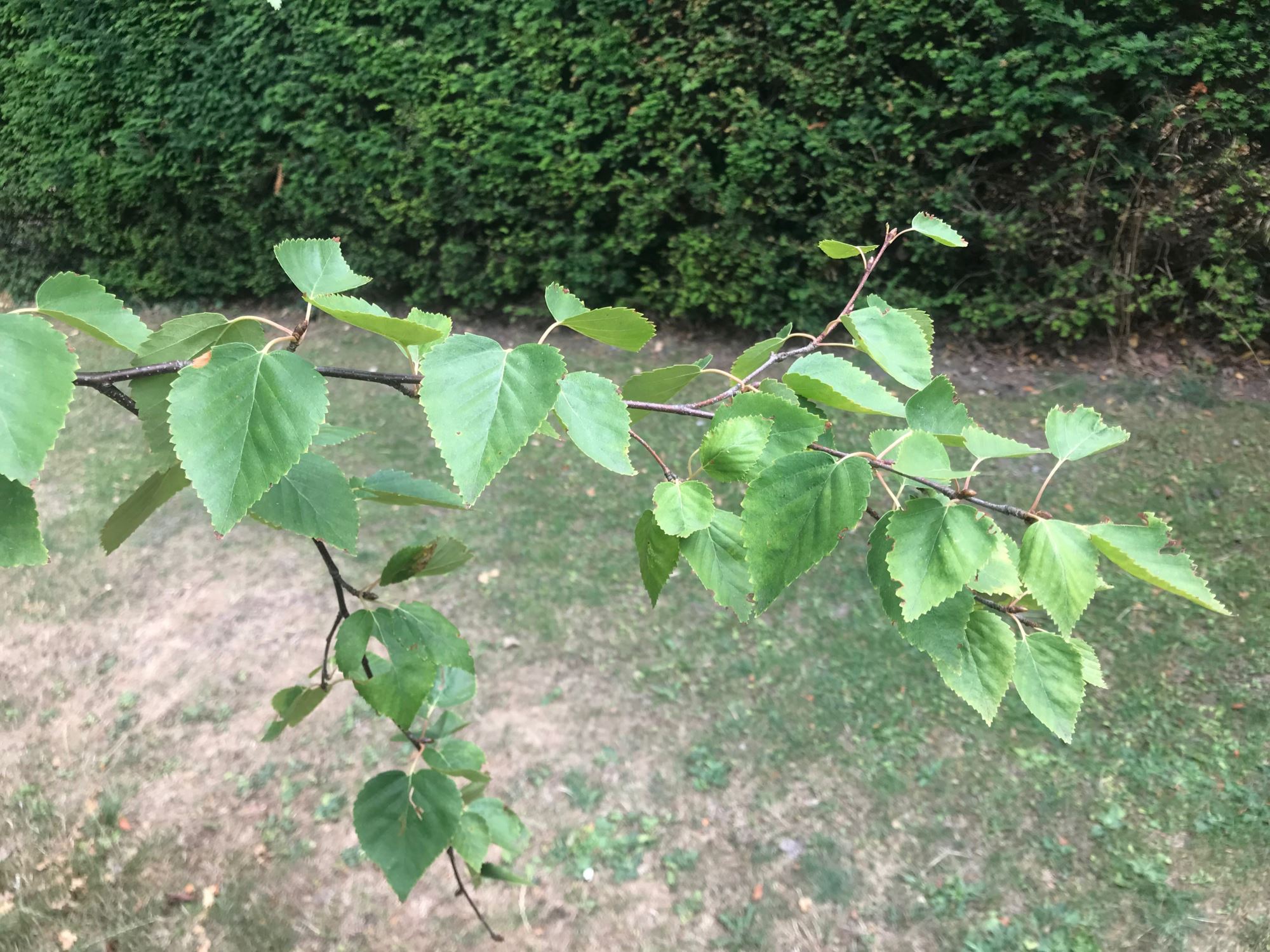 Image of Betula ermanii var. ermanii