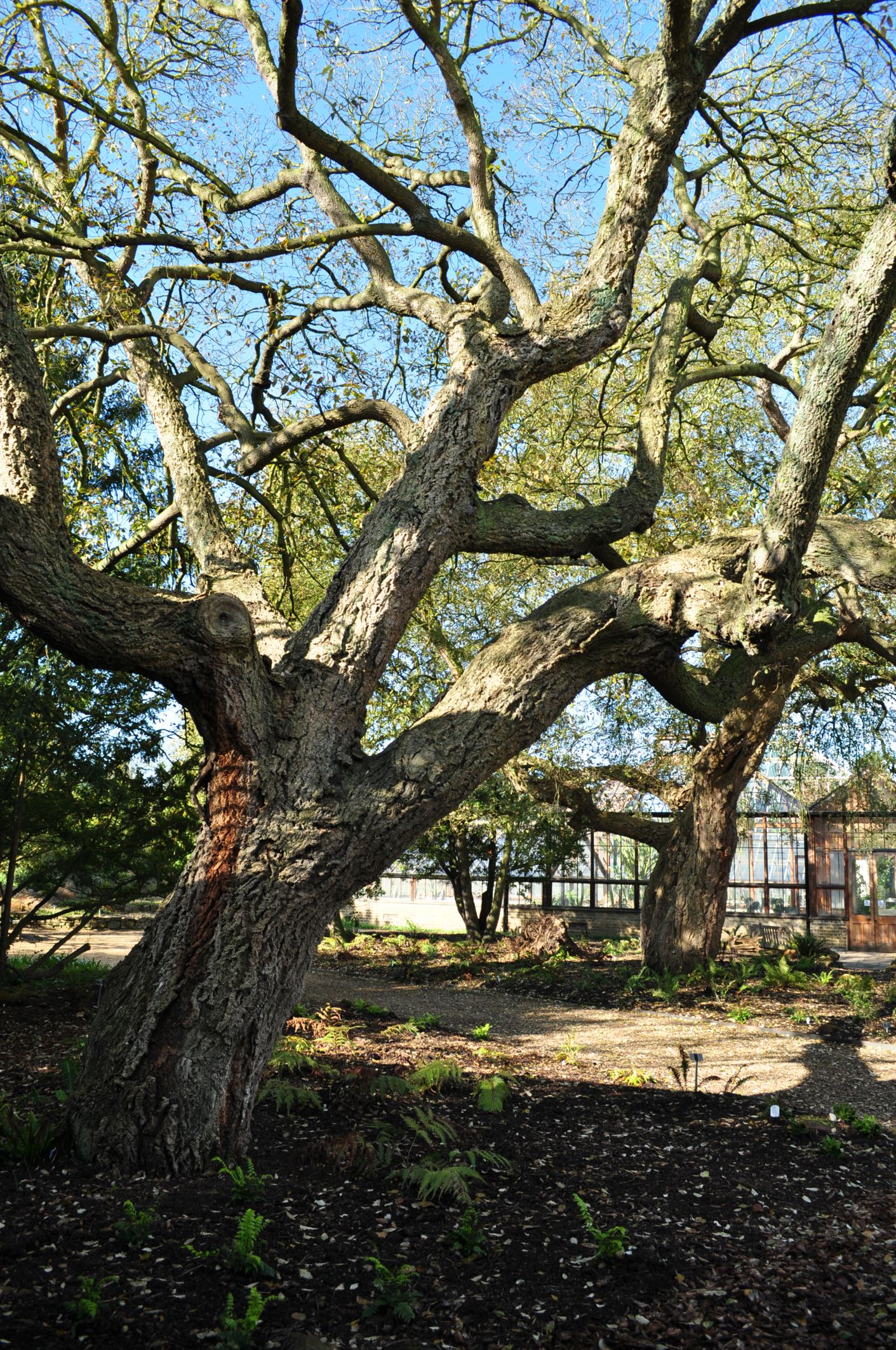 Image of Quercus Ã— hispanica 'Fulhamensis'