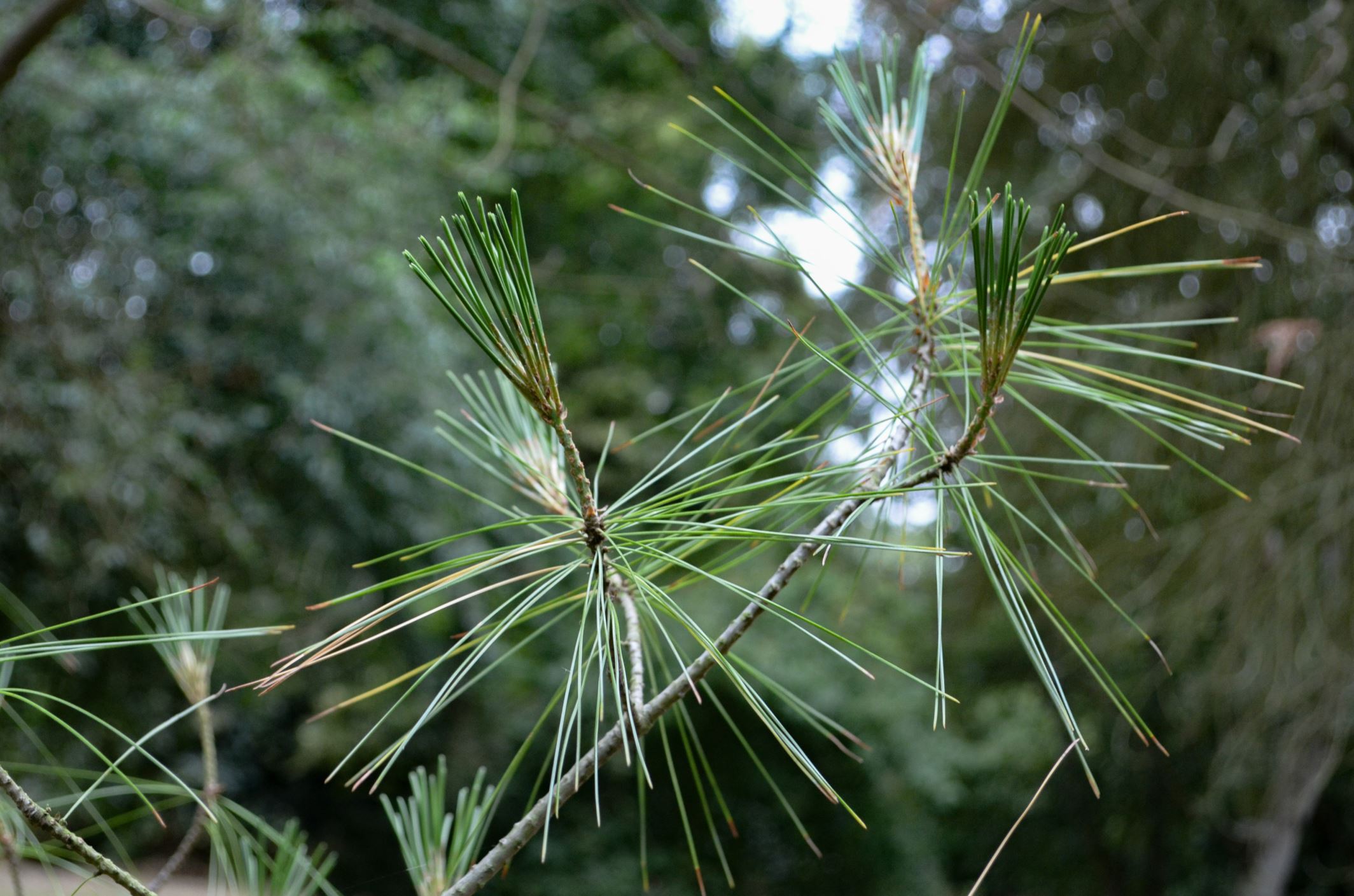 Image of Pinus armandii
