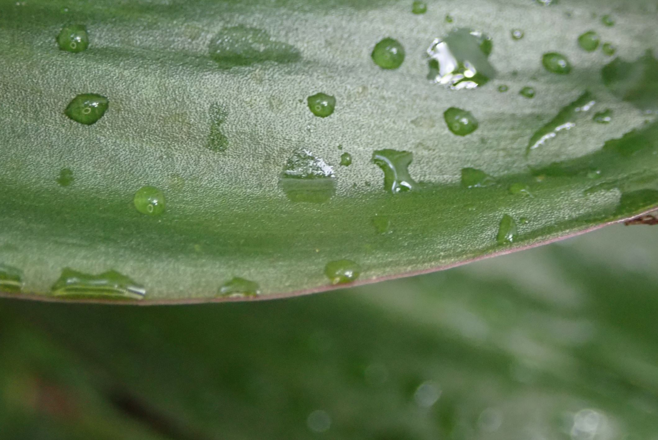 Image of Chamaecostus cuspidatus