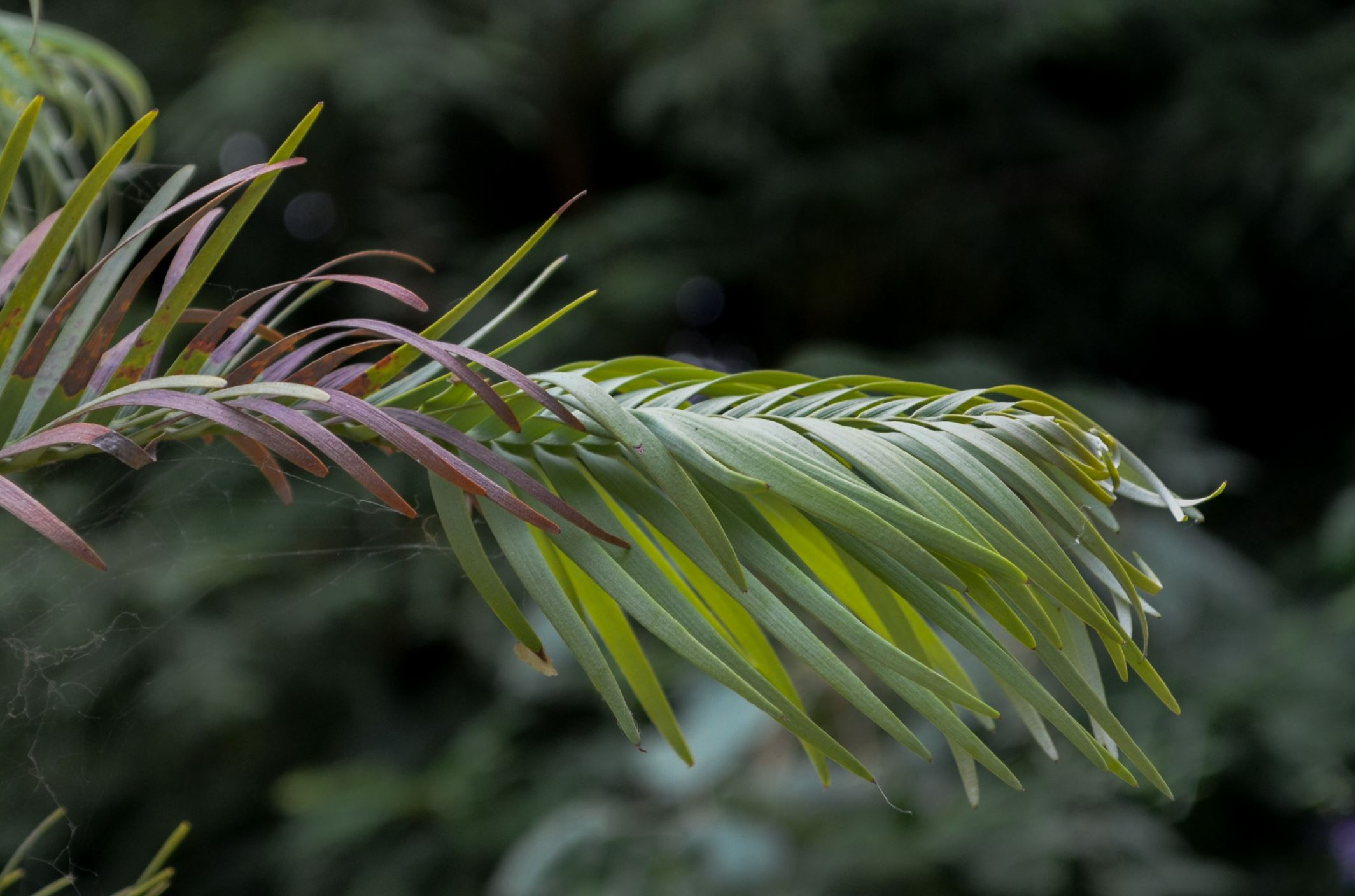 Image of Wollemia nobilis