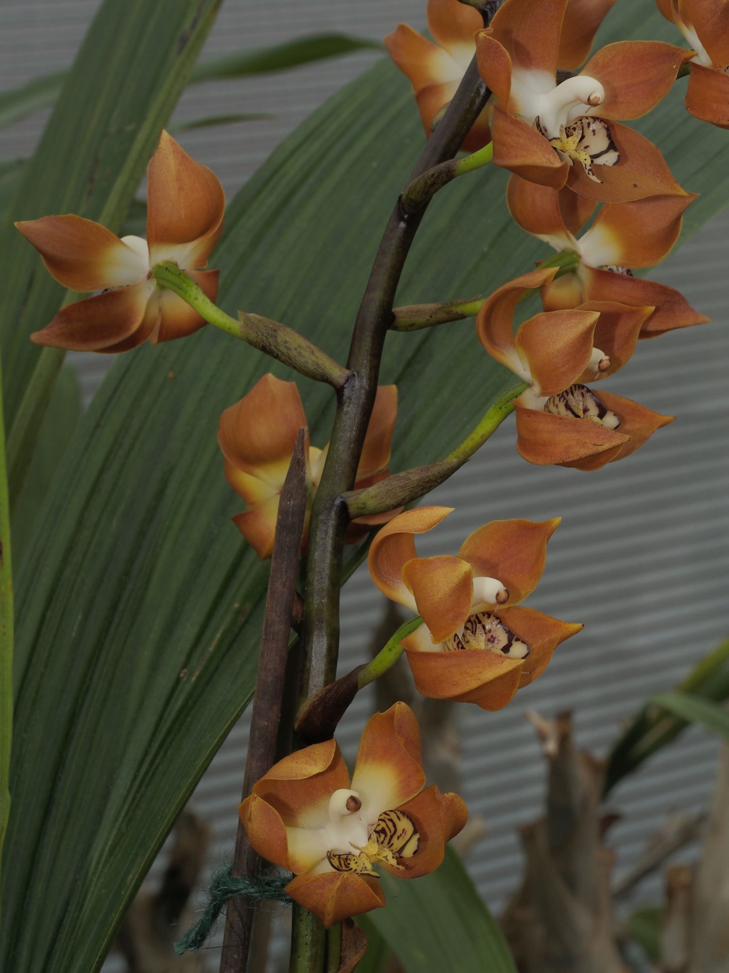 Image of Neomoorea wallisii