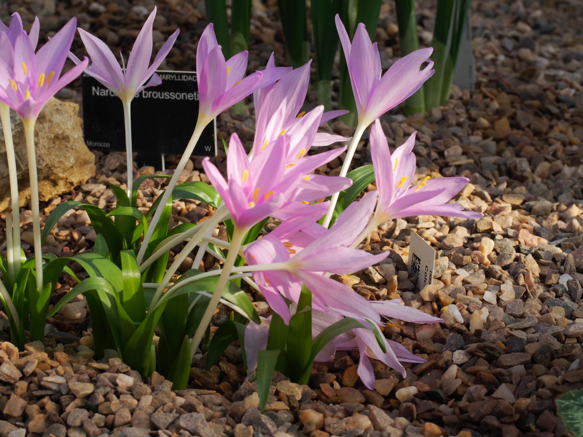 Image of Colchicum baytopiorum