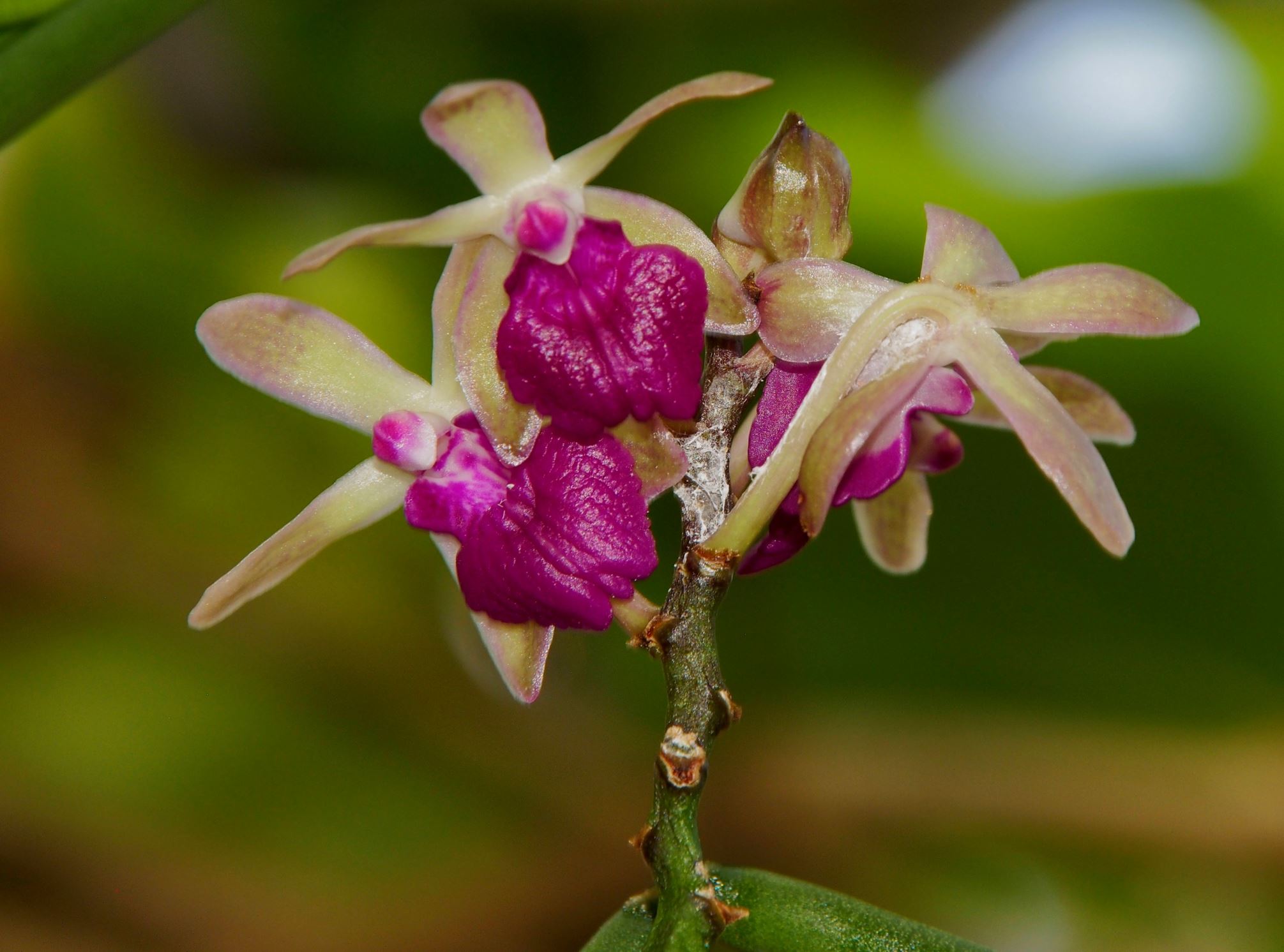 Image of Luisia curtisii Ã— Seidenfadenia mitrata