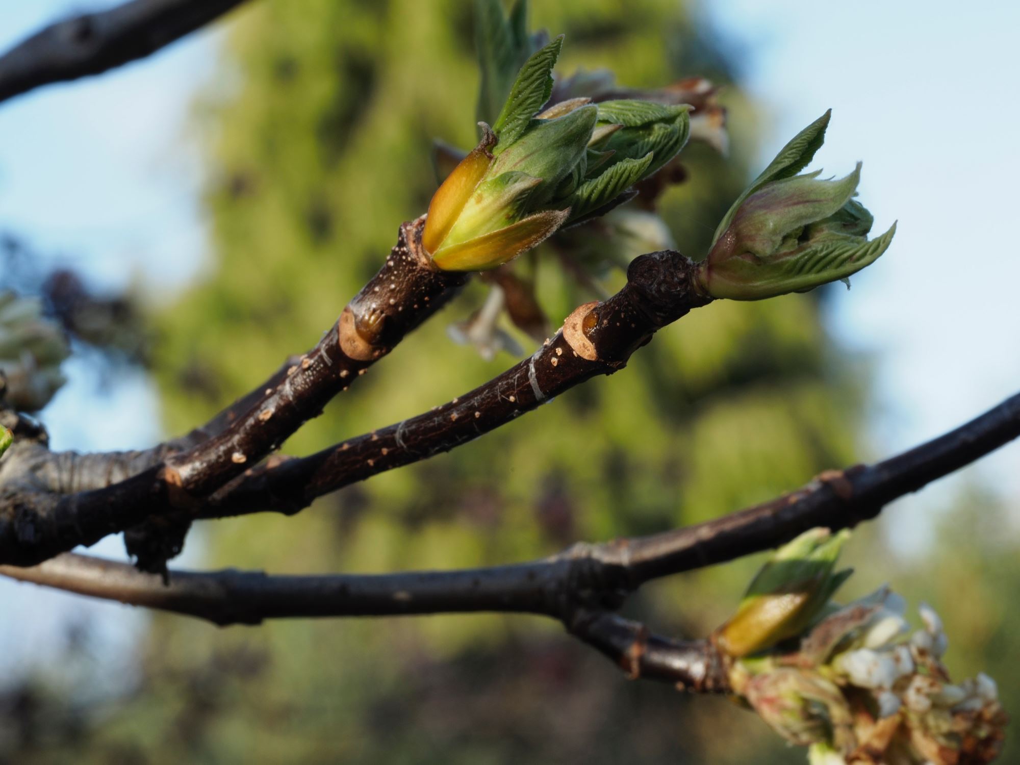 Image of Viburnum grandiflorum