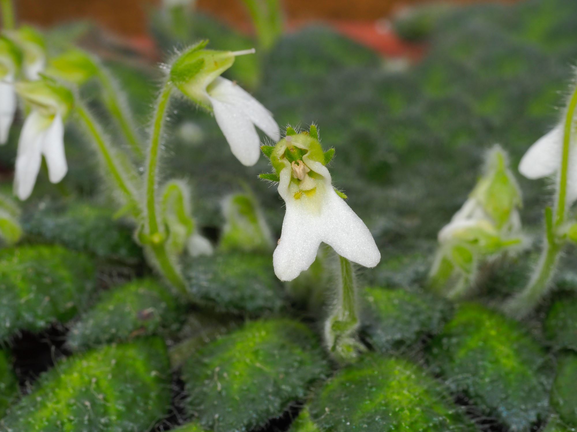 Image of Petrocosmea cryptica