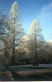 Image of Metasequoia glyptostroboides