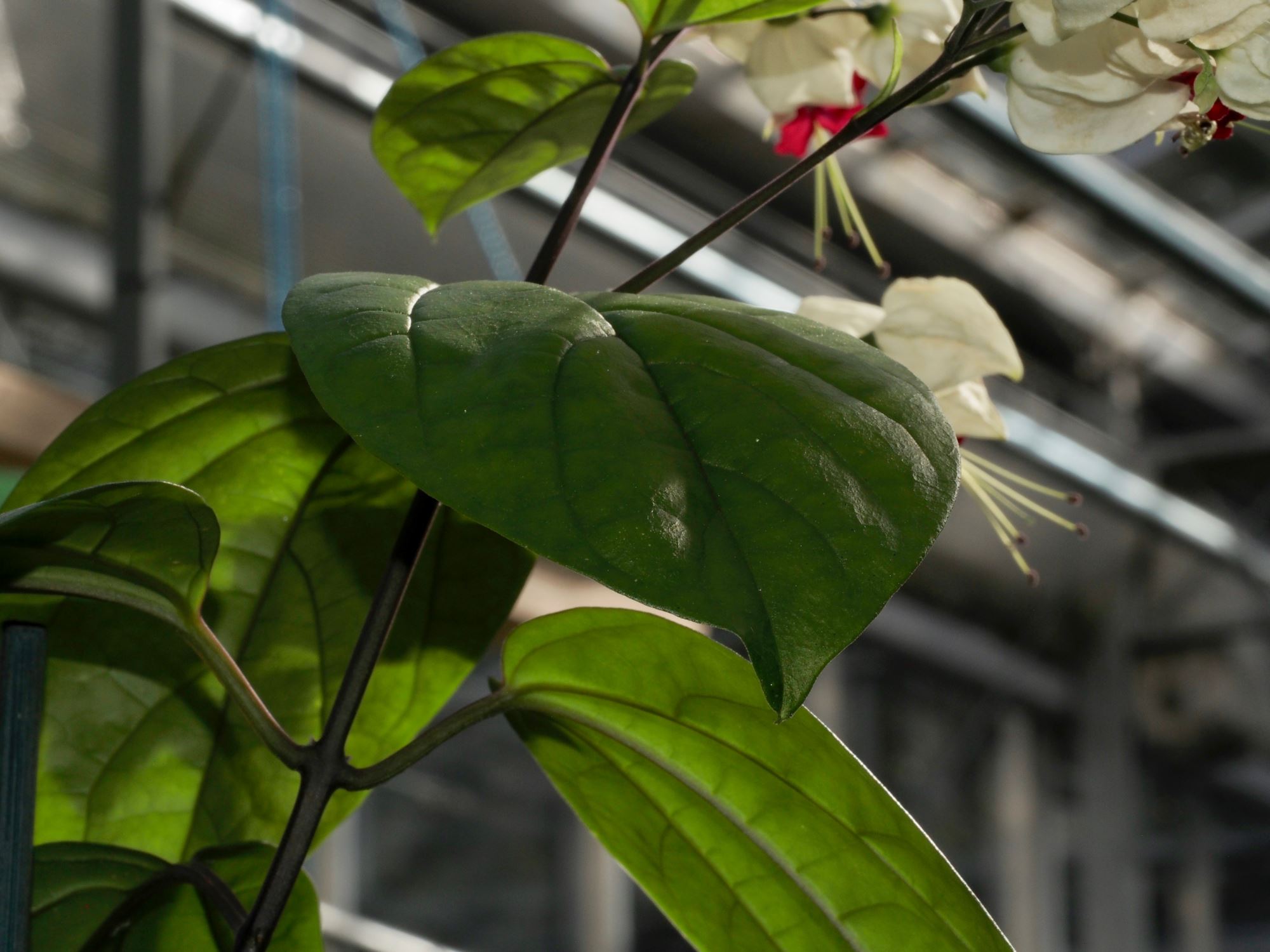 Image of Clerodendrum thomsoniae