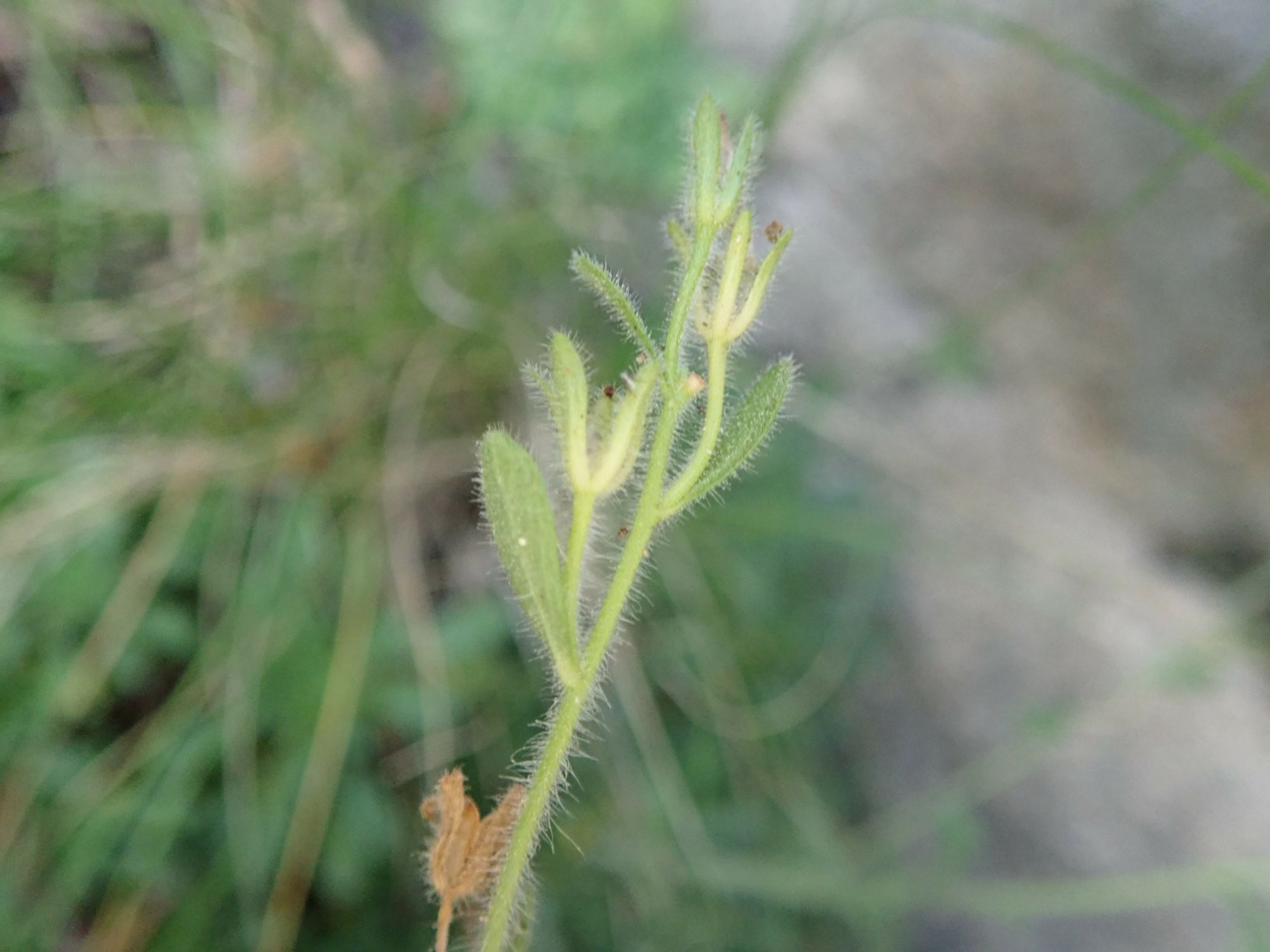 Image of Erinus alpinus