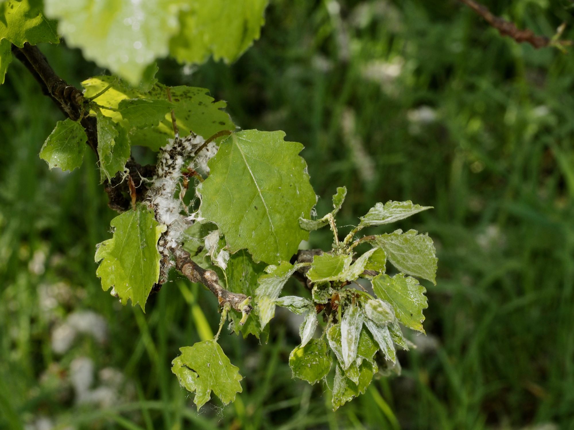 Image of Populus tremula