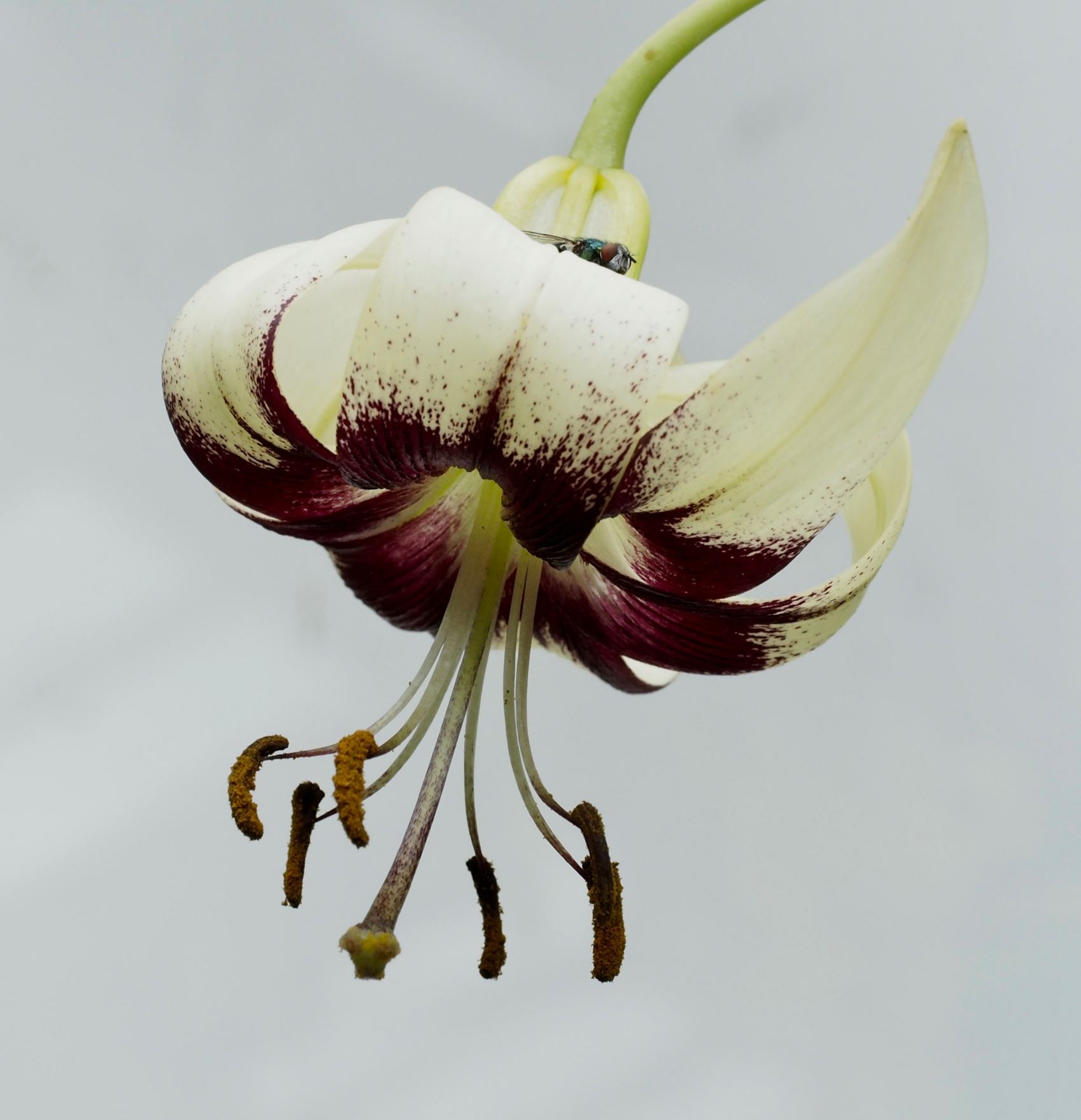 Image of Lilium sp.