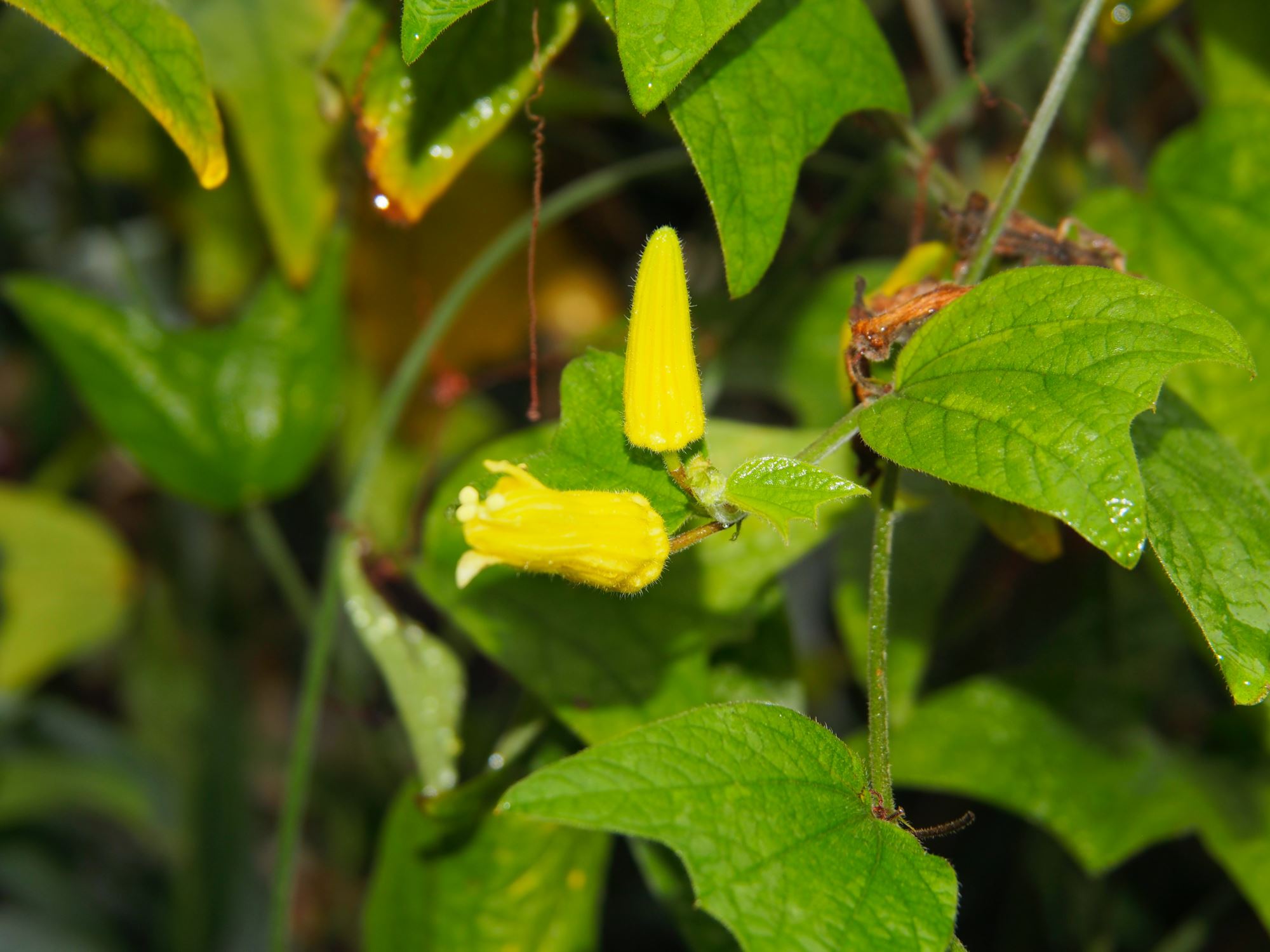 Image of Passiflora citrina