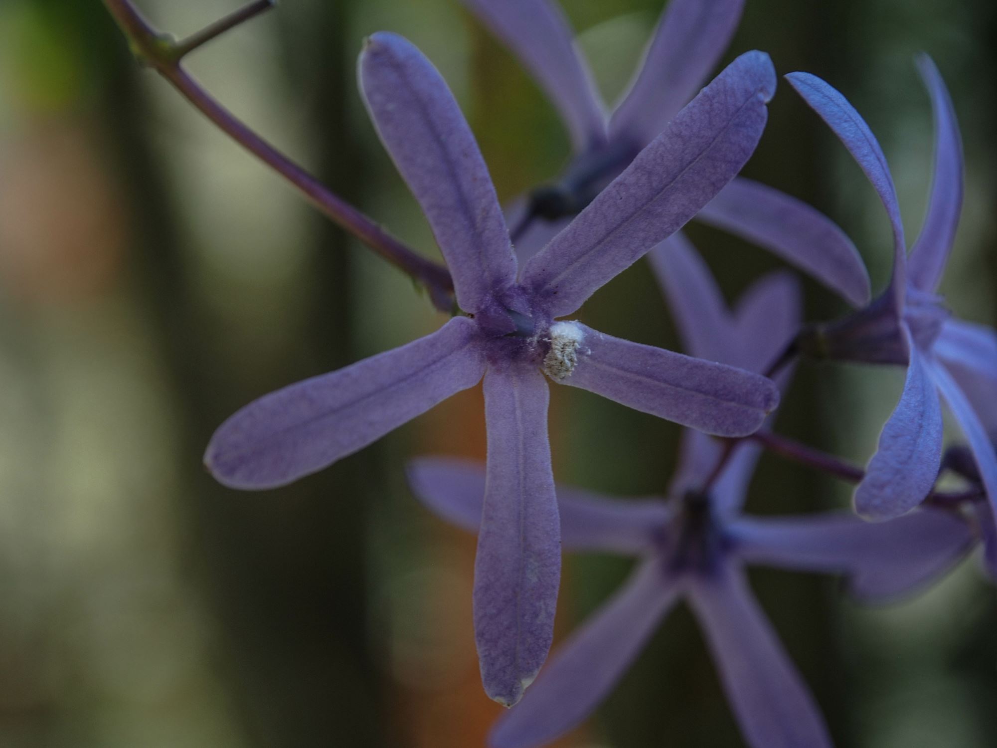 Image of Petrea volubilis