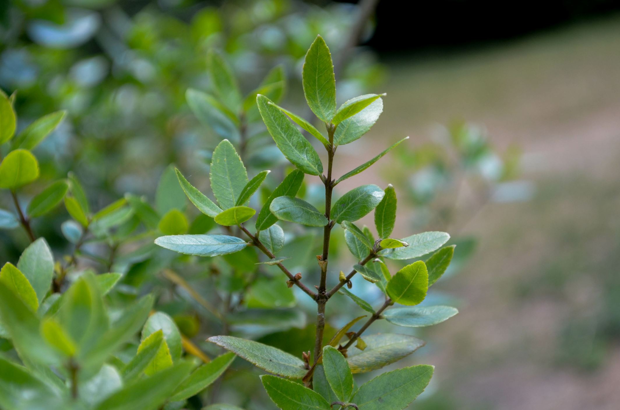 Image of Phillyrea latifolia
