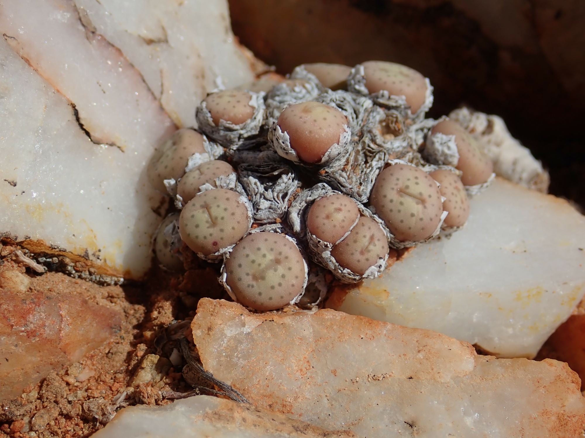 Image of Conophytum breve