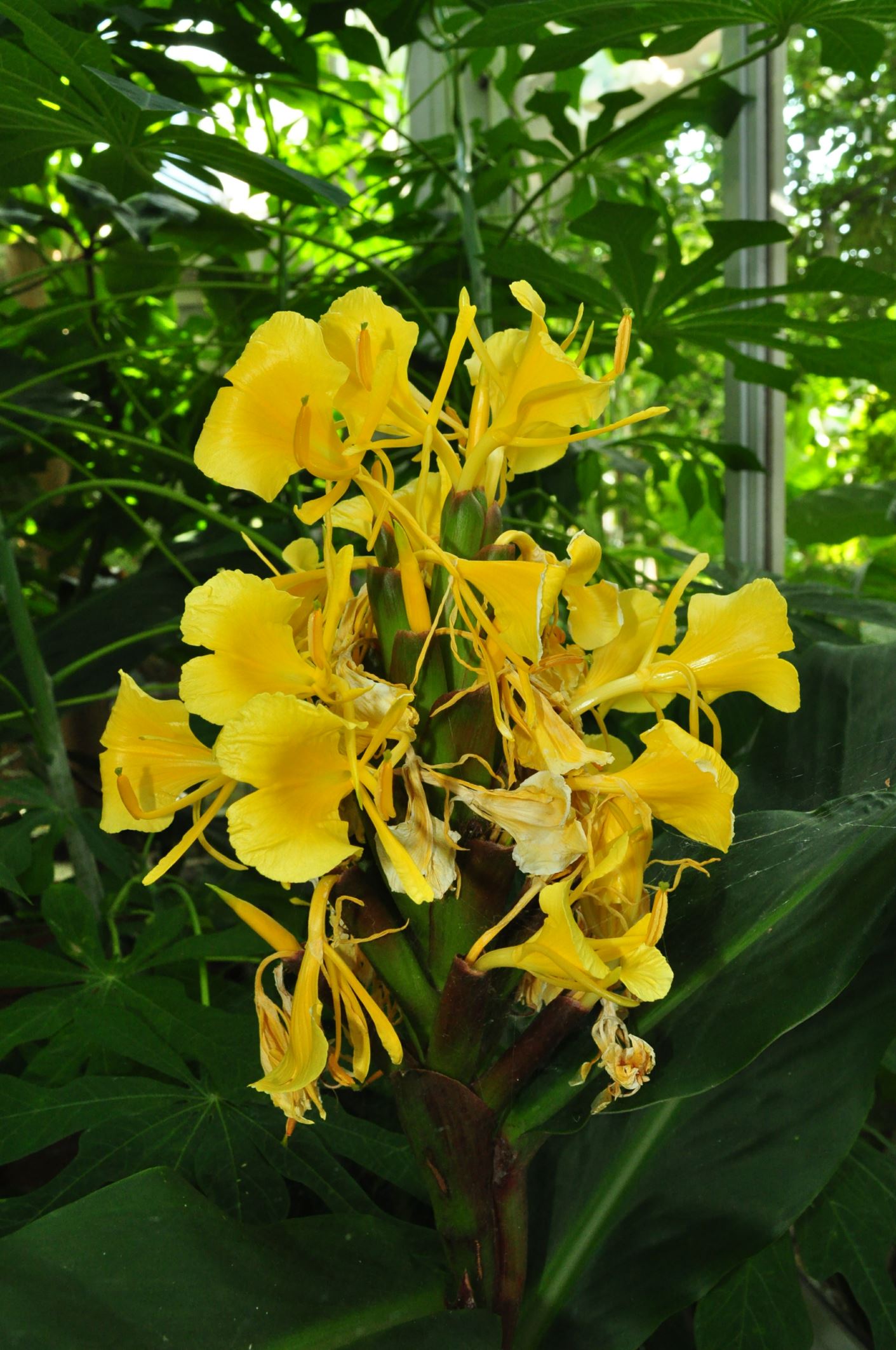 Image of Hedychium wardii